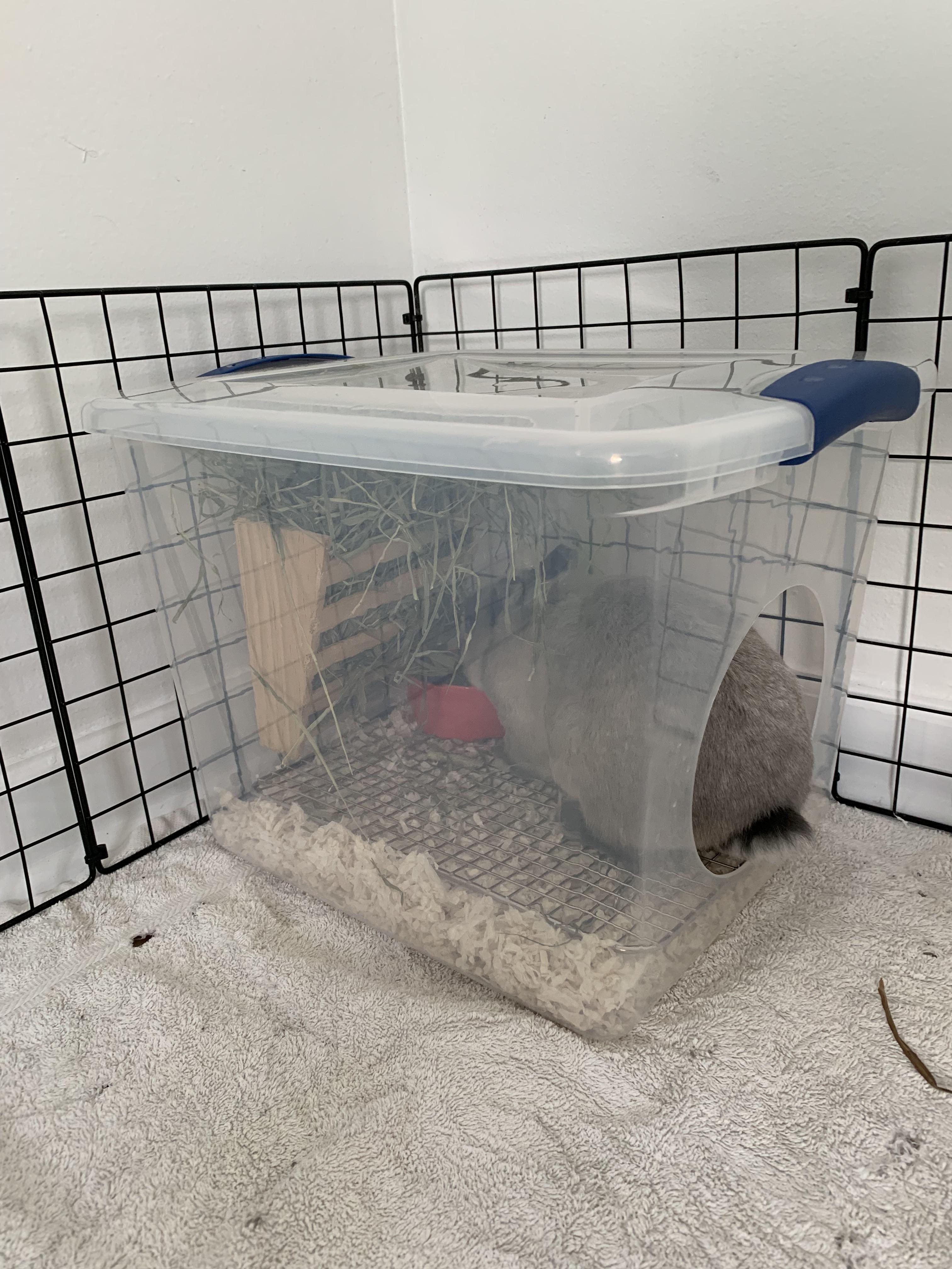 Litter Box Idea Sterilite Container with a Hole r/Rabbits