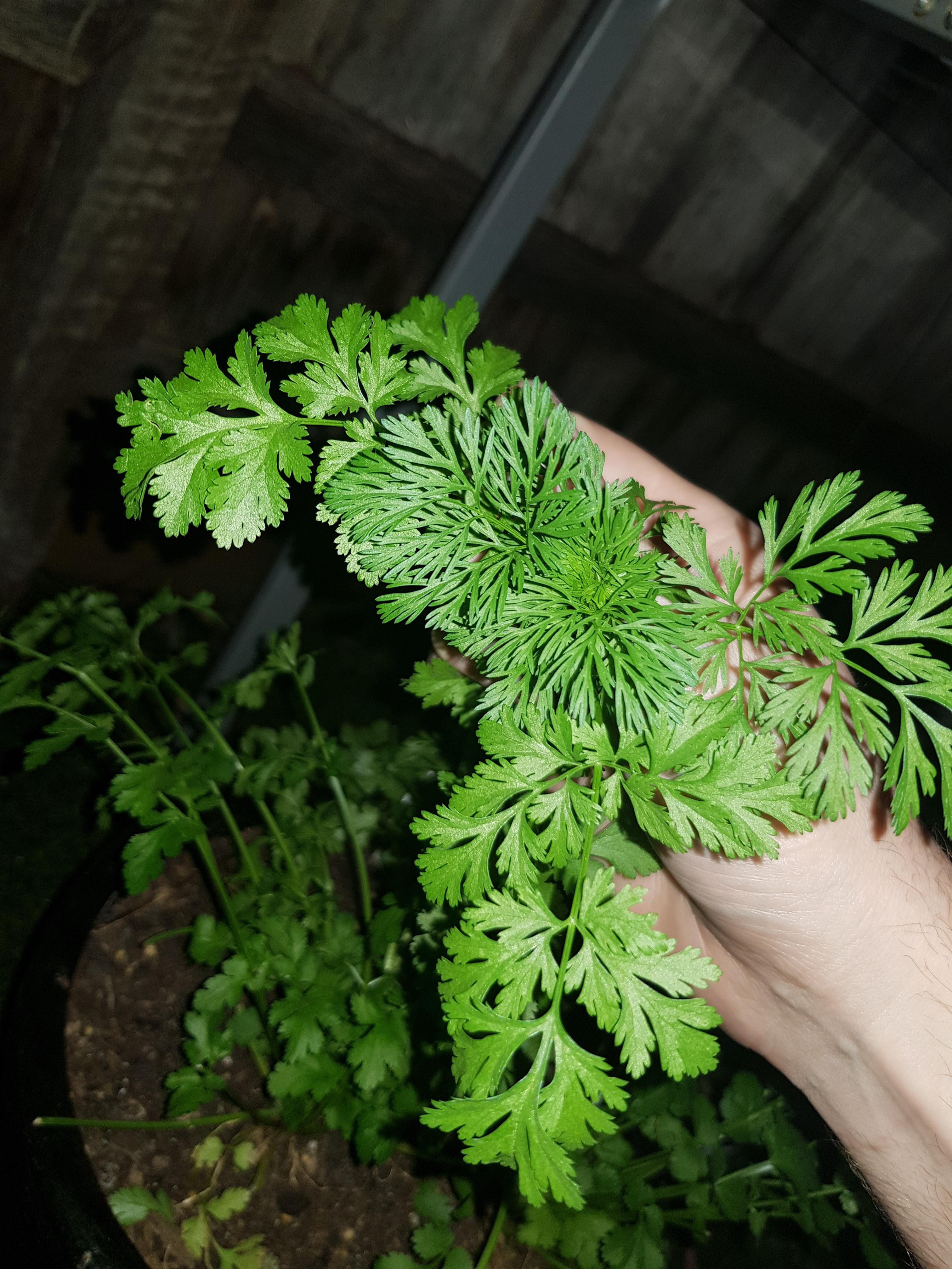 Coriander leaves have changed shape and size! Why? r/gardening
