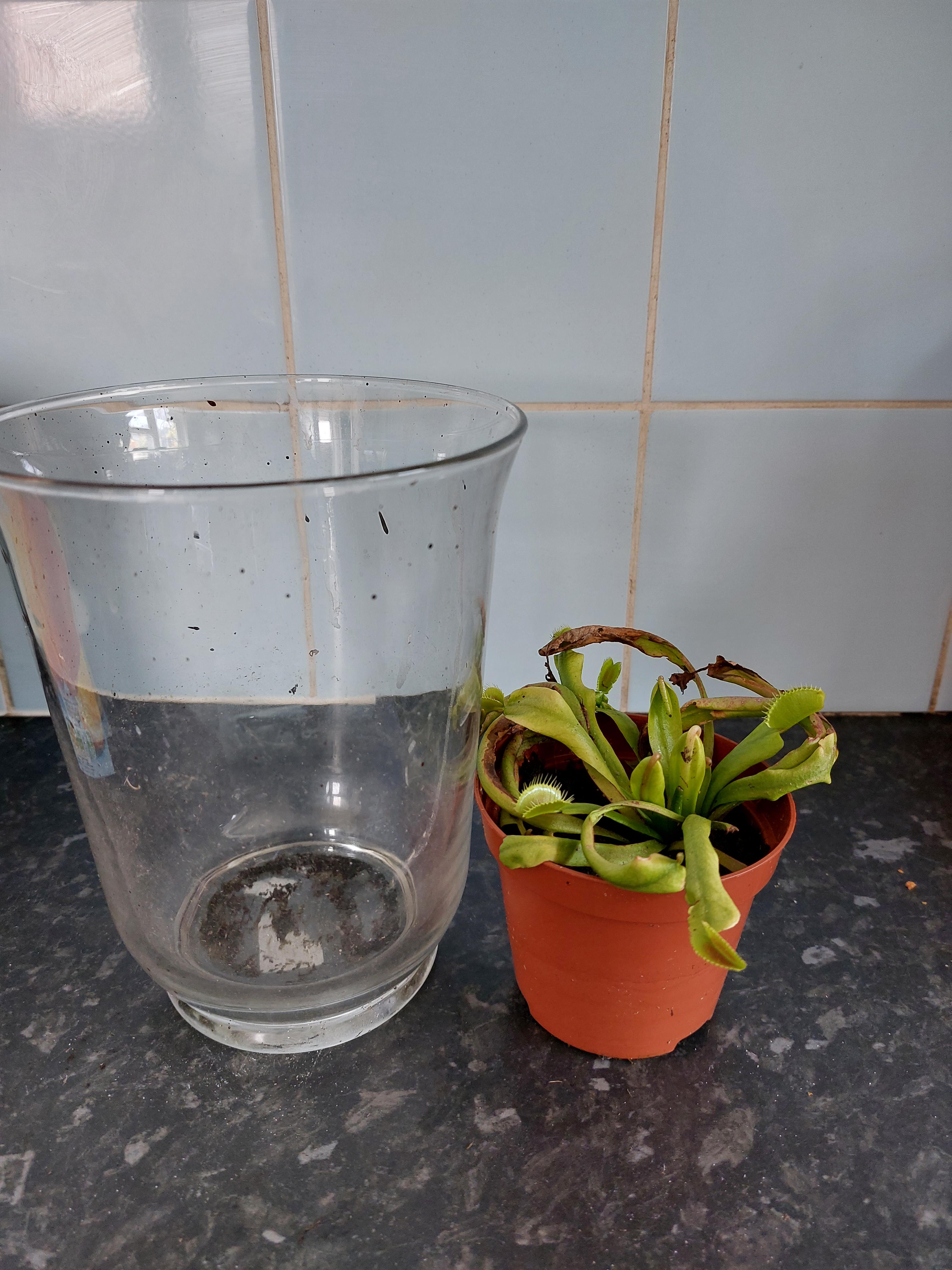 Any advice for growing a Venus Fly trap in a wide brimmed jar/ glass