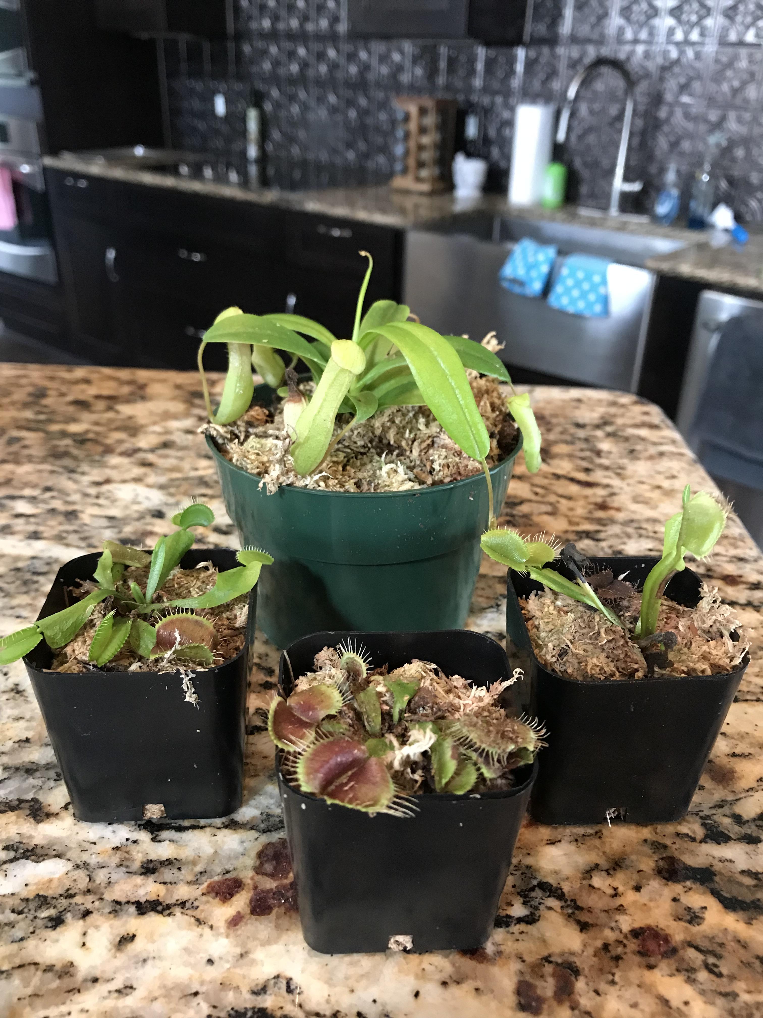 Received these plants as a gift and could use some help figuring out