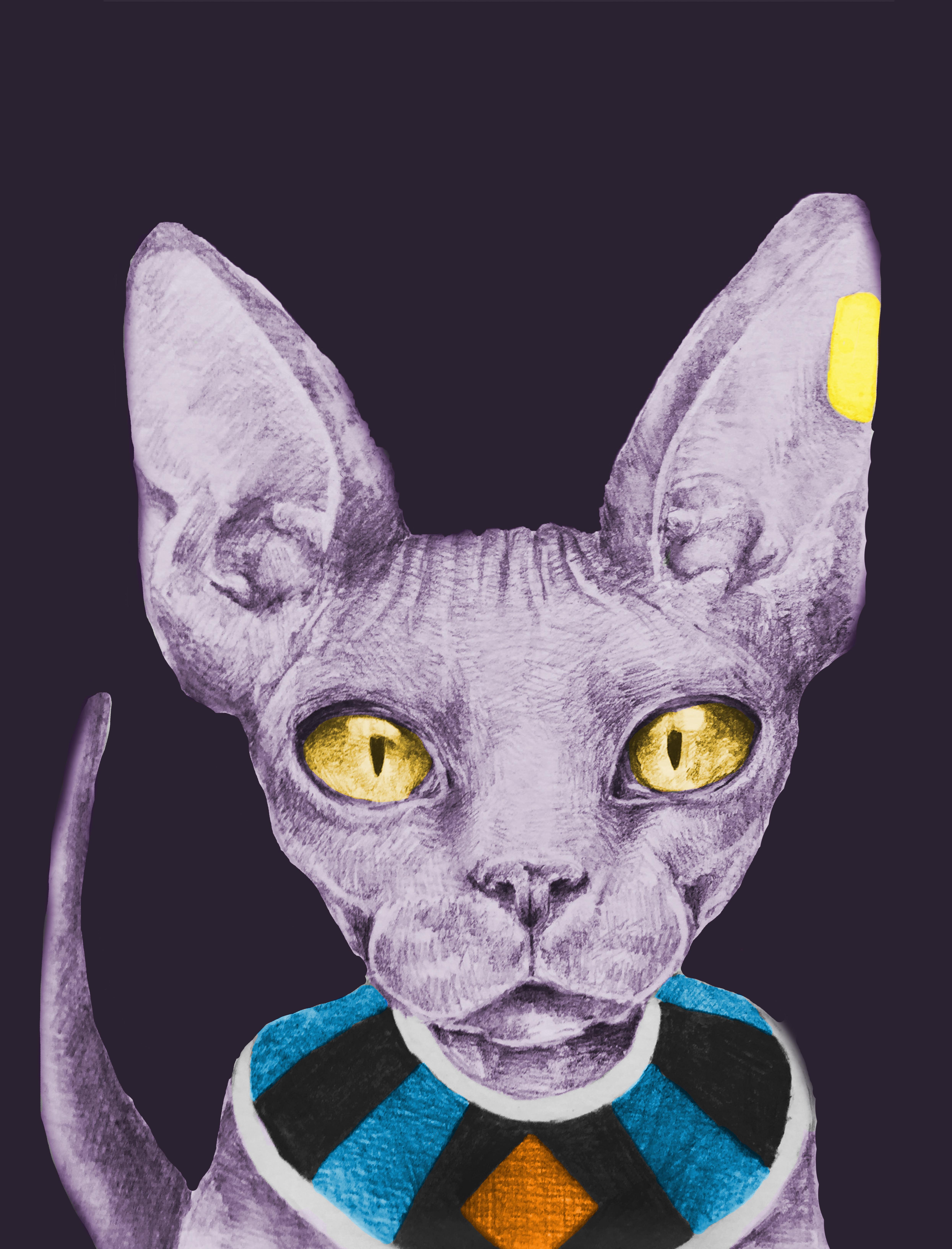 Hairless Cat Beerus Best Cat Wallpaper