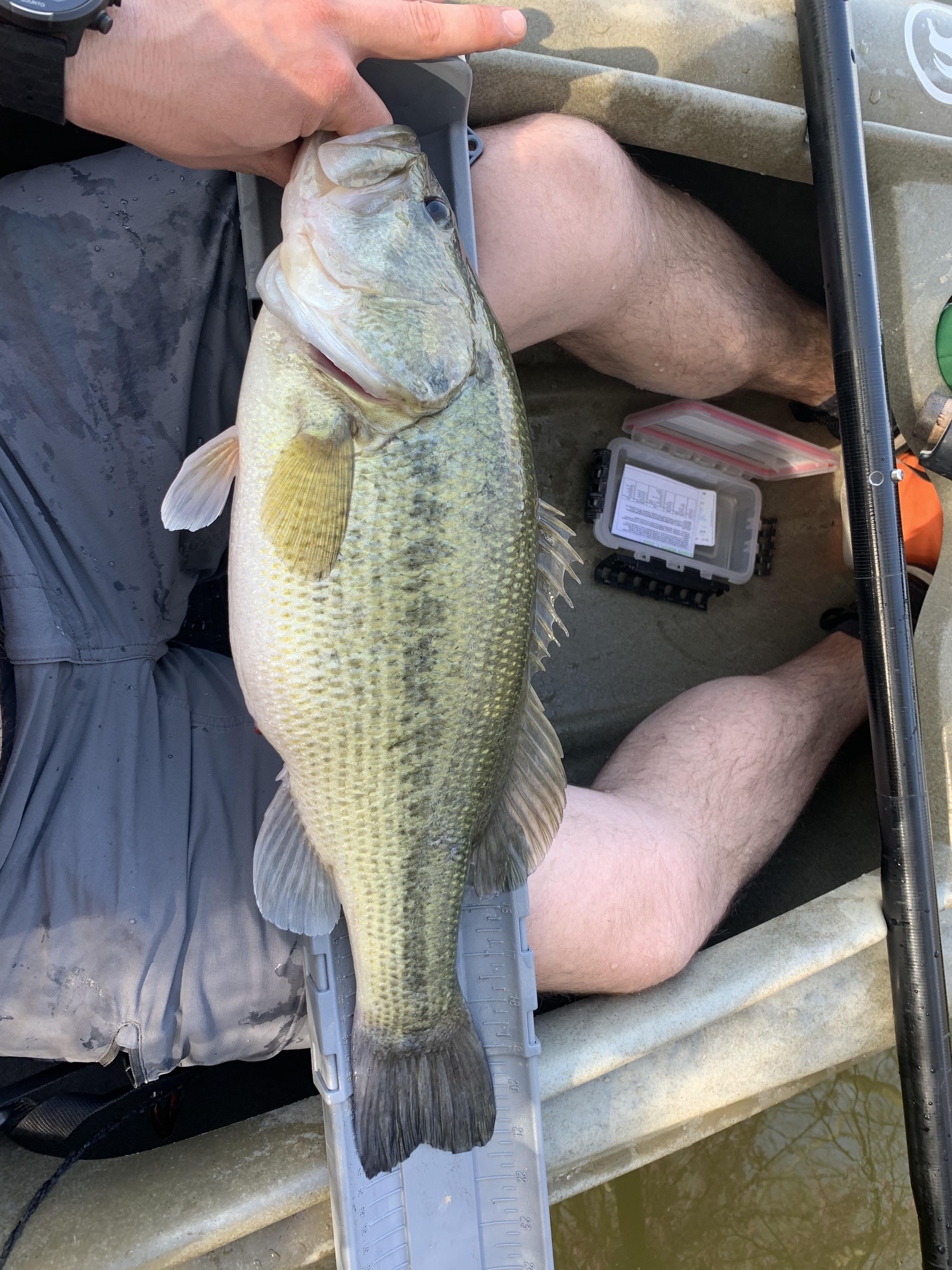 Kayak bass from tonight’s paddle r/bassfishing