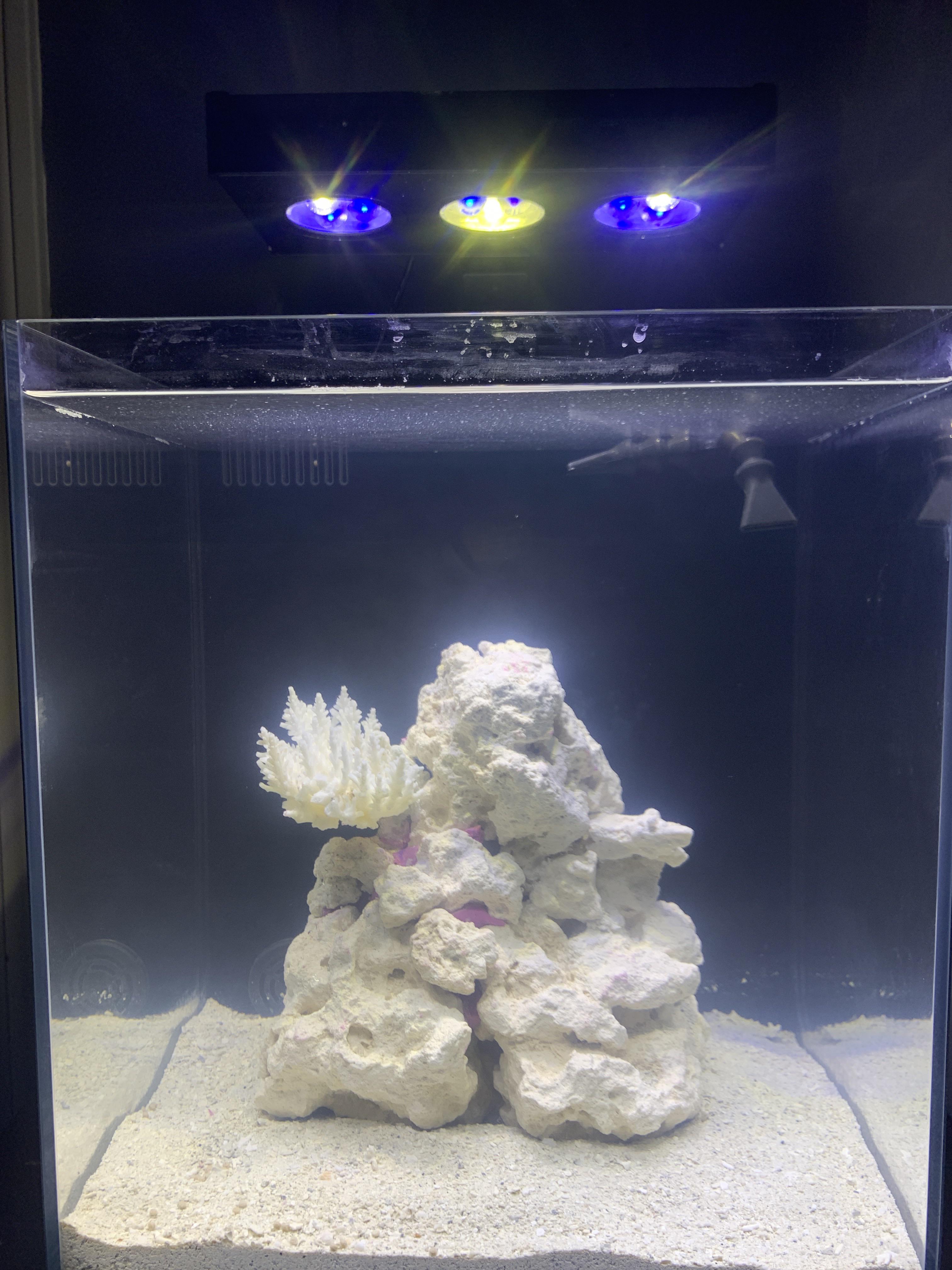 Just setup my college seahorse tank, what do you guys think? r/ReefTank