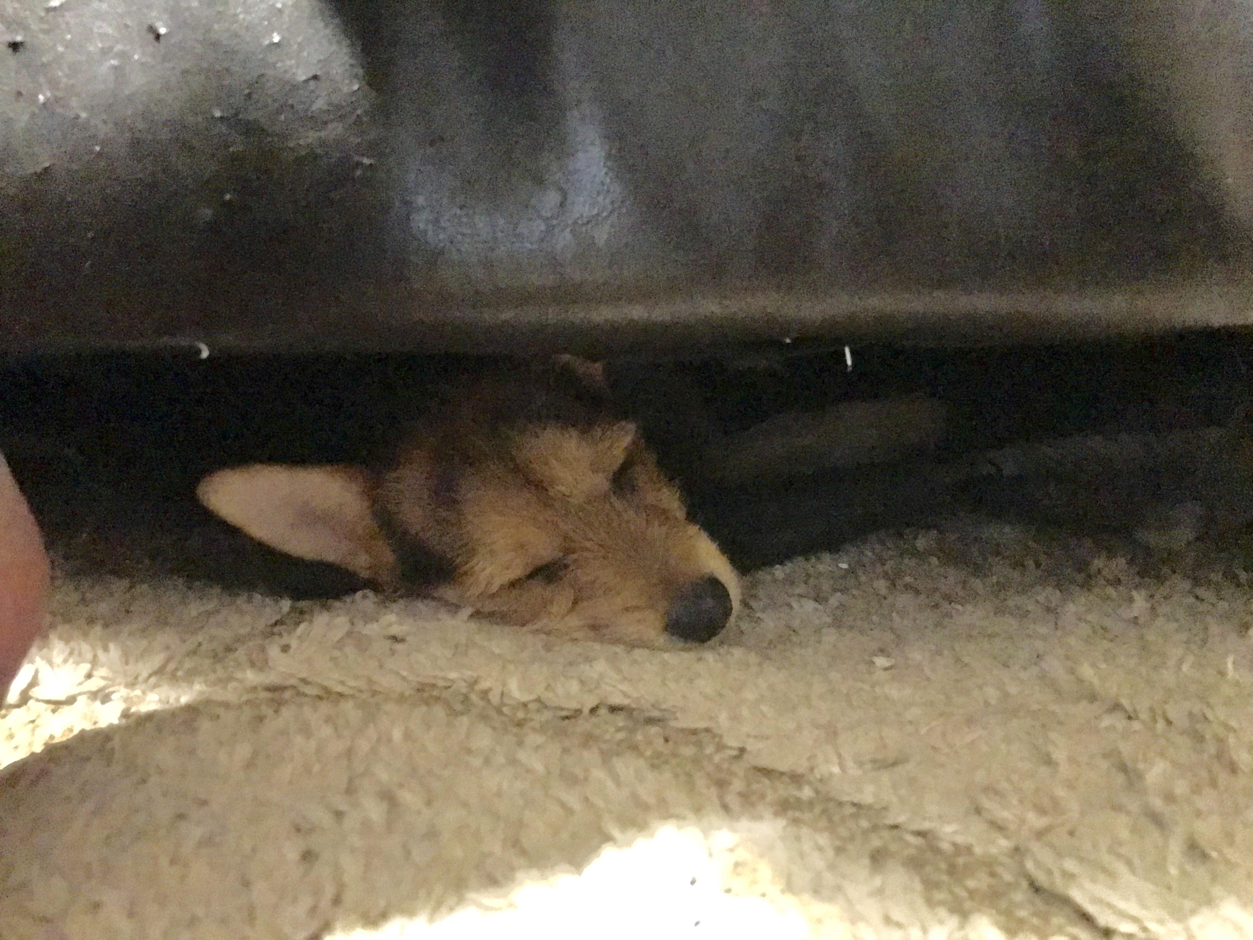 My dog ripped the bottom of my couch and made himself a hammock. I