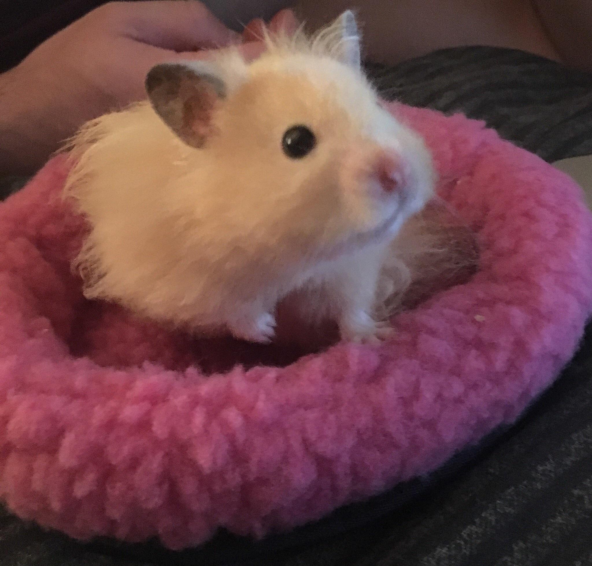 The tiniest bed 😍 r/hamsters