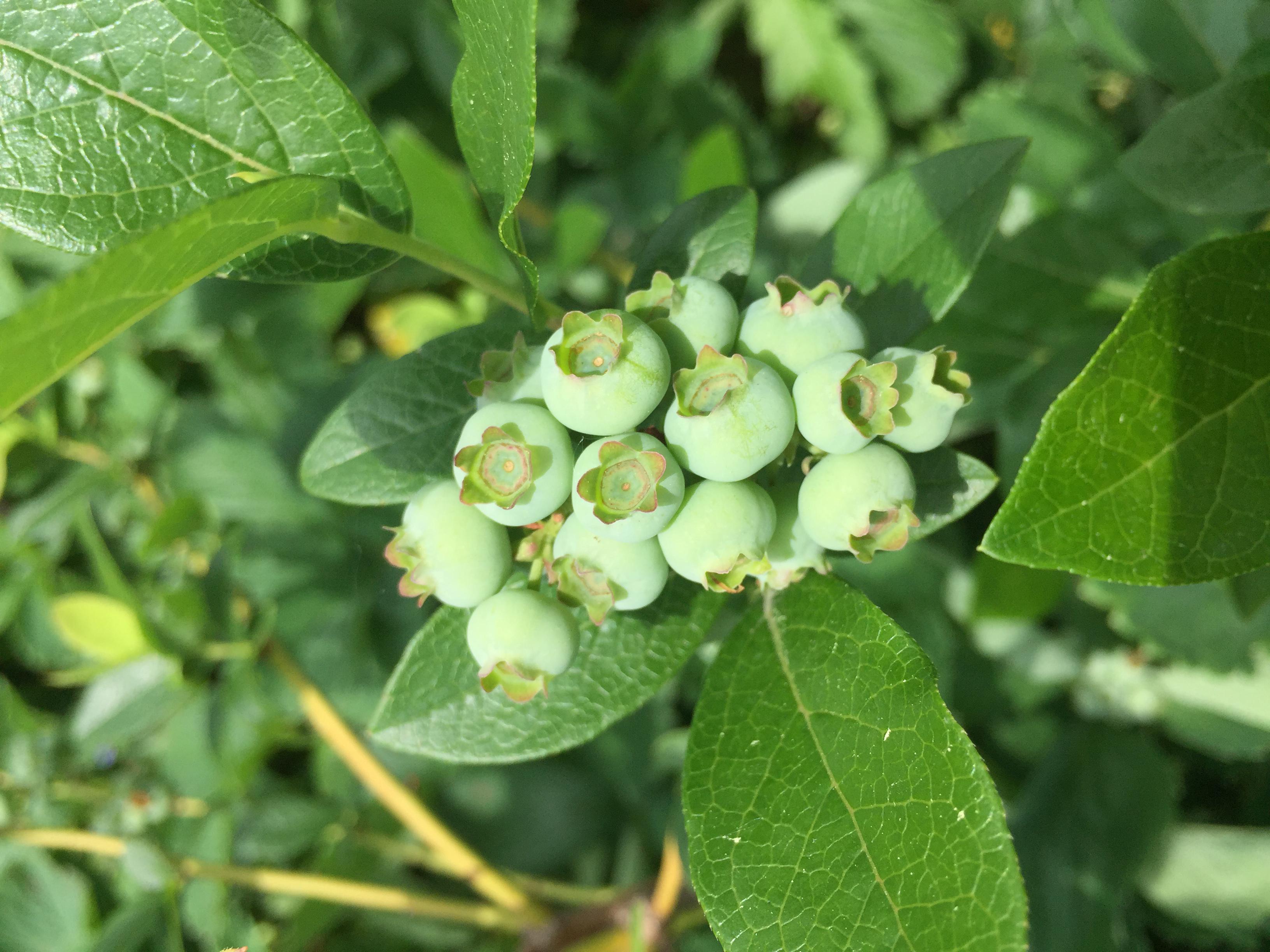 Good fruit set on my backyard berries just waiting for them to ripen