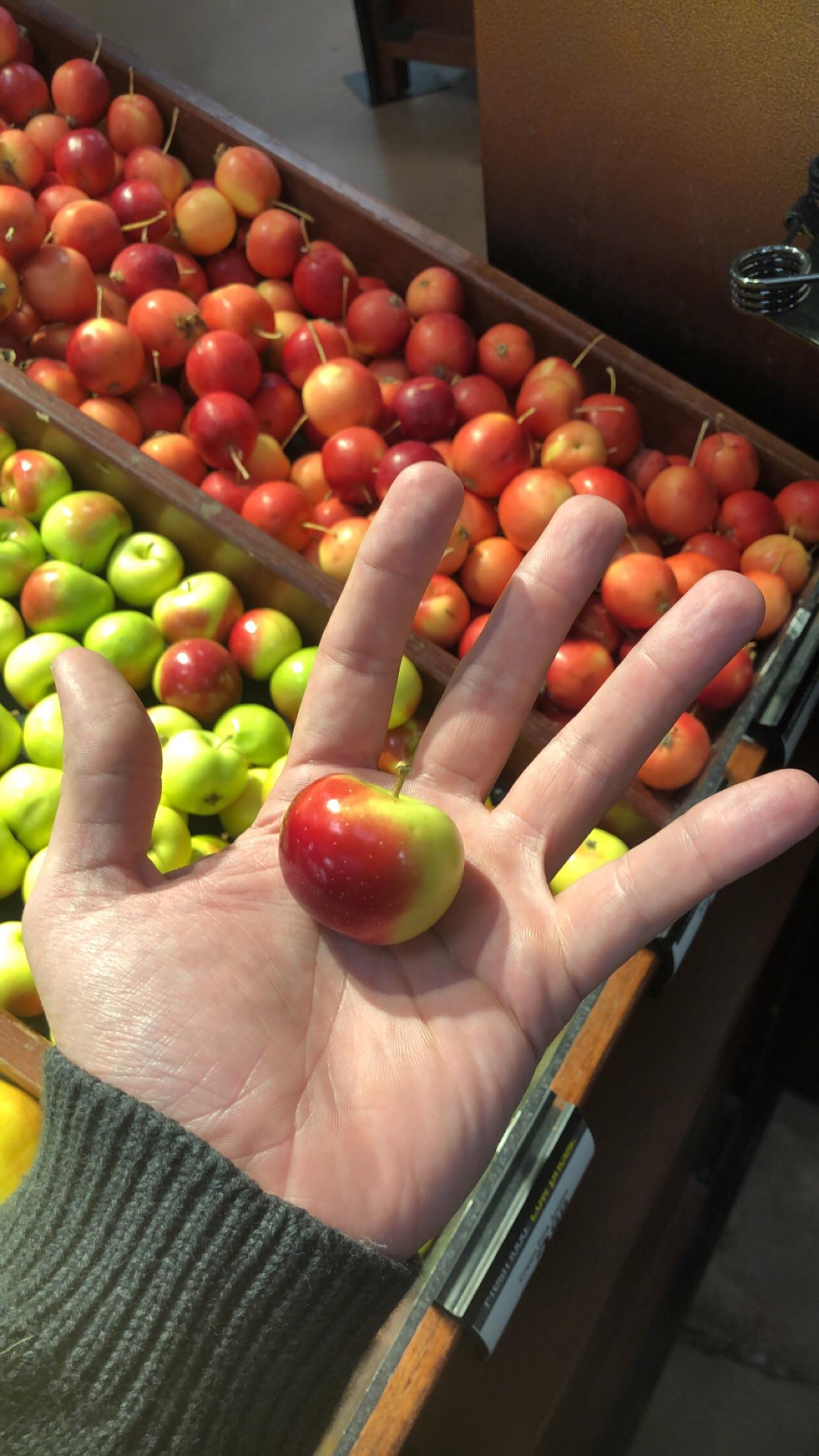 The smallest apple I’ve ever seen. aww