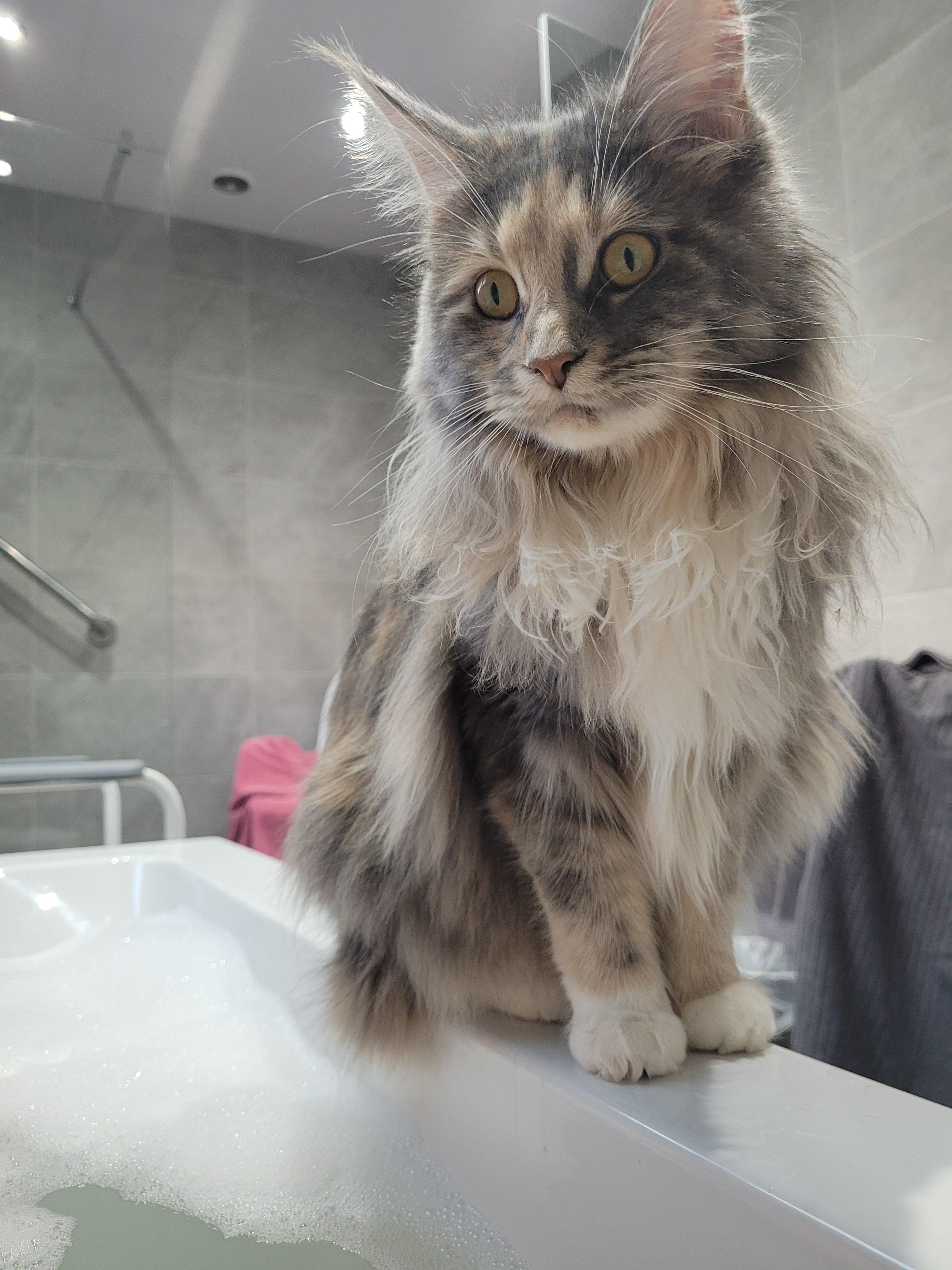 "my cat watches me bath." r/BathroomBuddy