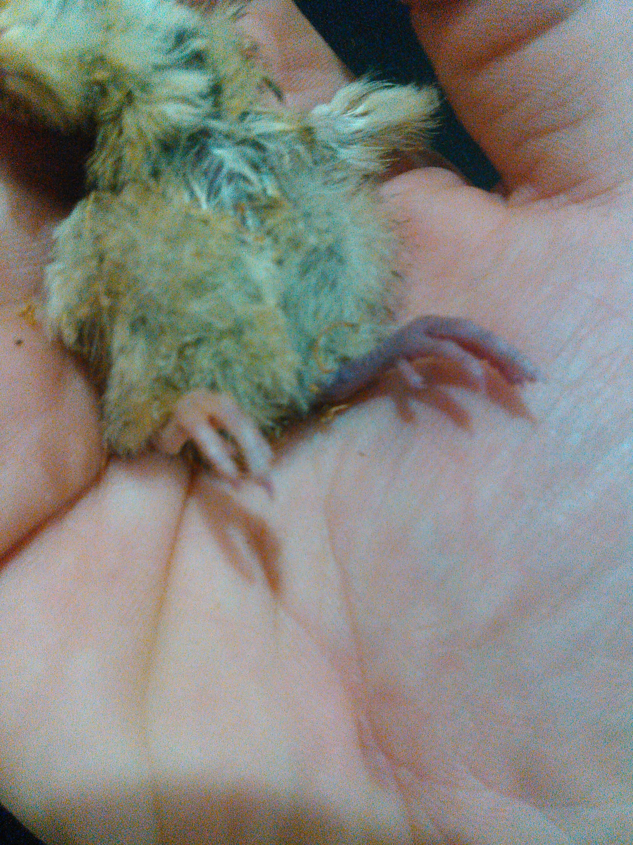 Breathing extraheavy leg visibly redder and swollen hatched 4 hours