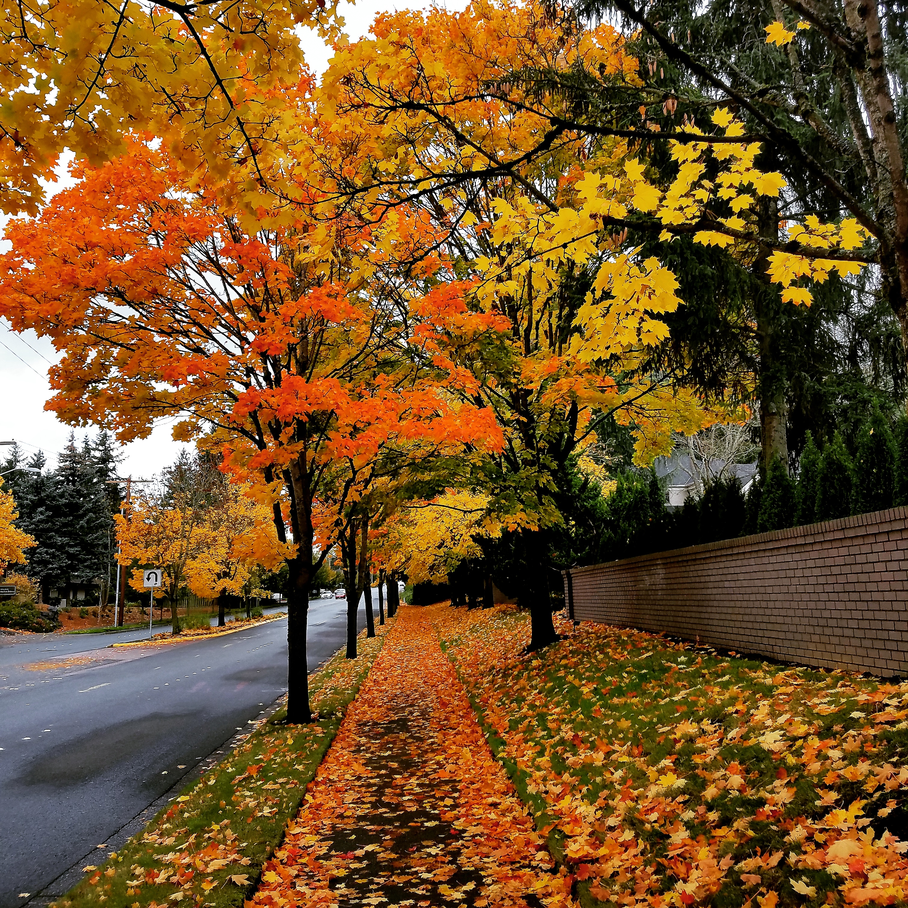 209 best Bellevue WA images on Pholder Seattle WA, Spotted and Ramen
