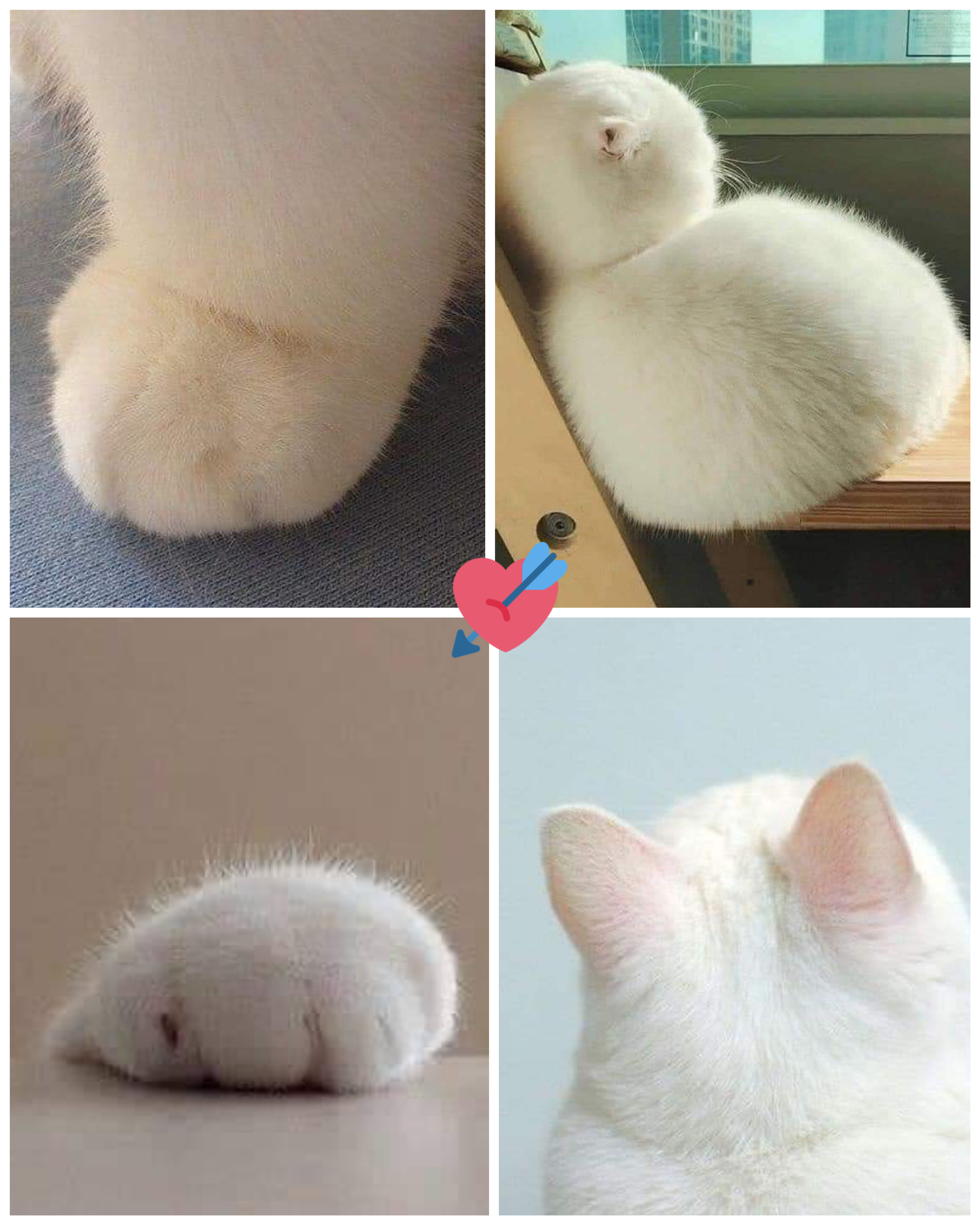 A ball of fluff always! r/aww