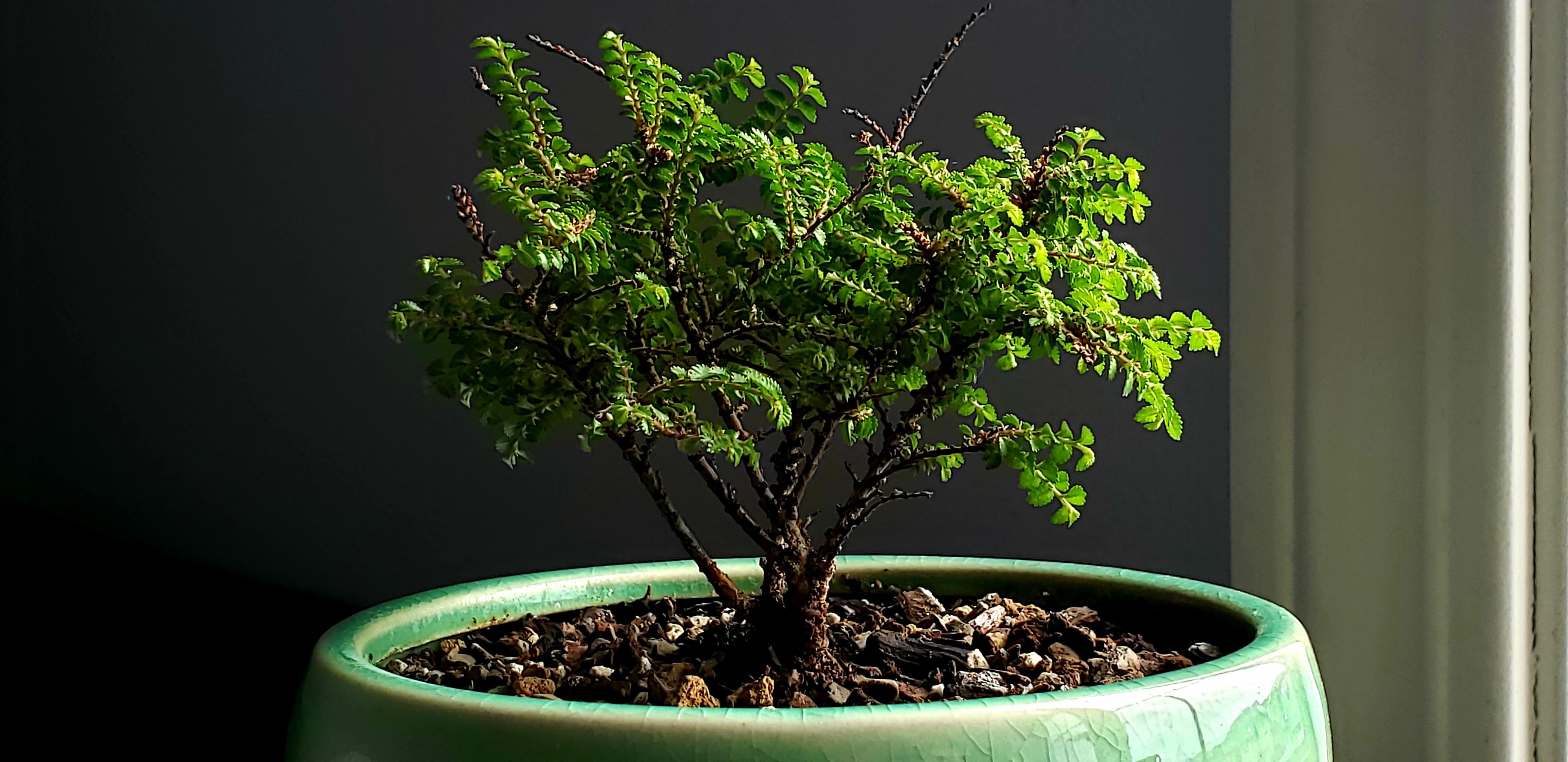 My baby Chinese Elm Hokkaido. Starting exploding with growth last few