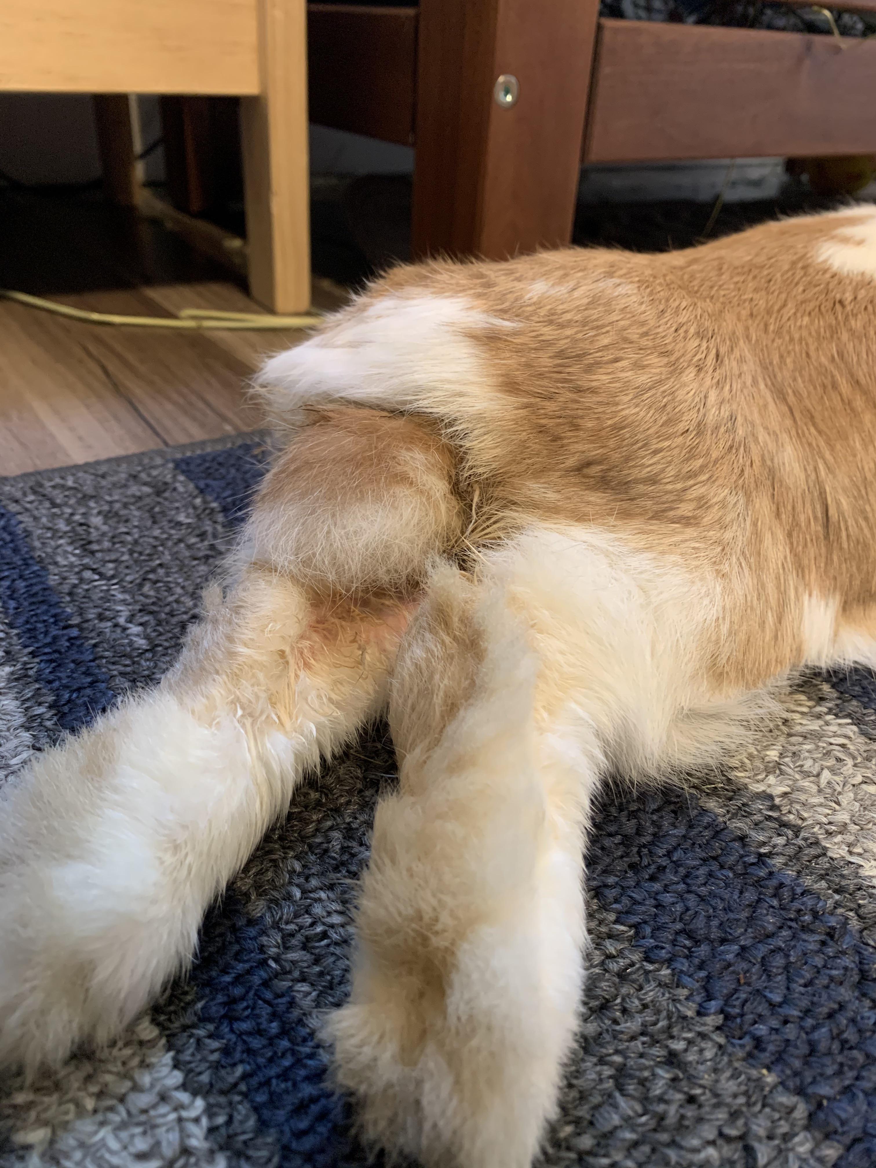 Advice on Urine Scald? r/Rabbits