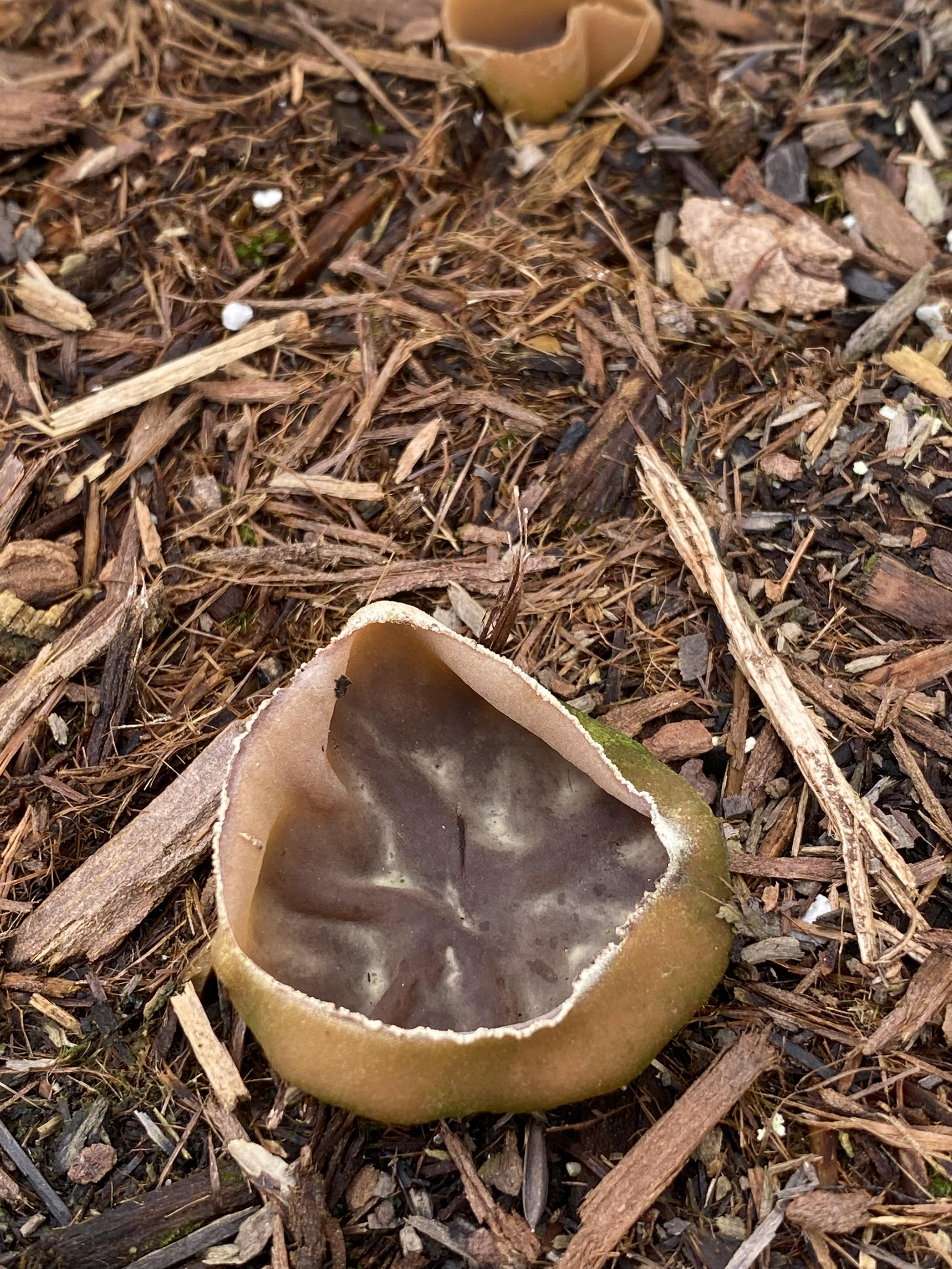 Curious what kind of fungi is growing in the mulch of my potted plant