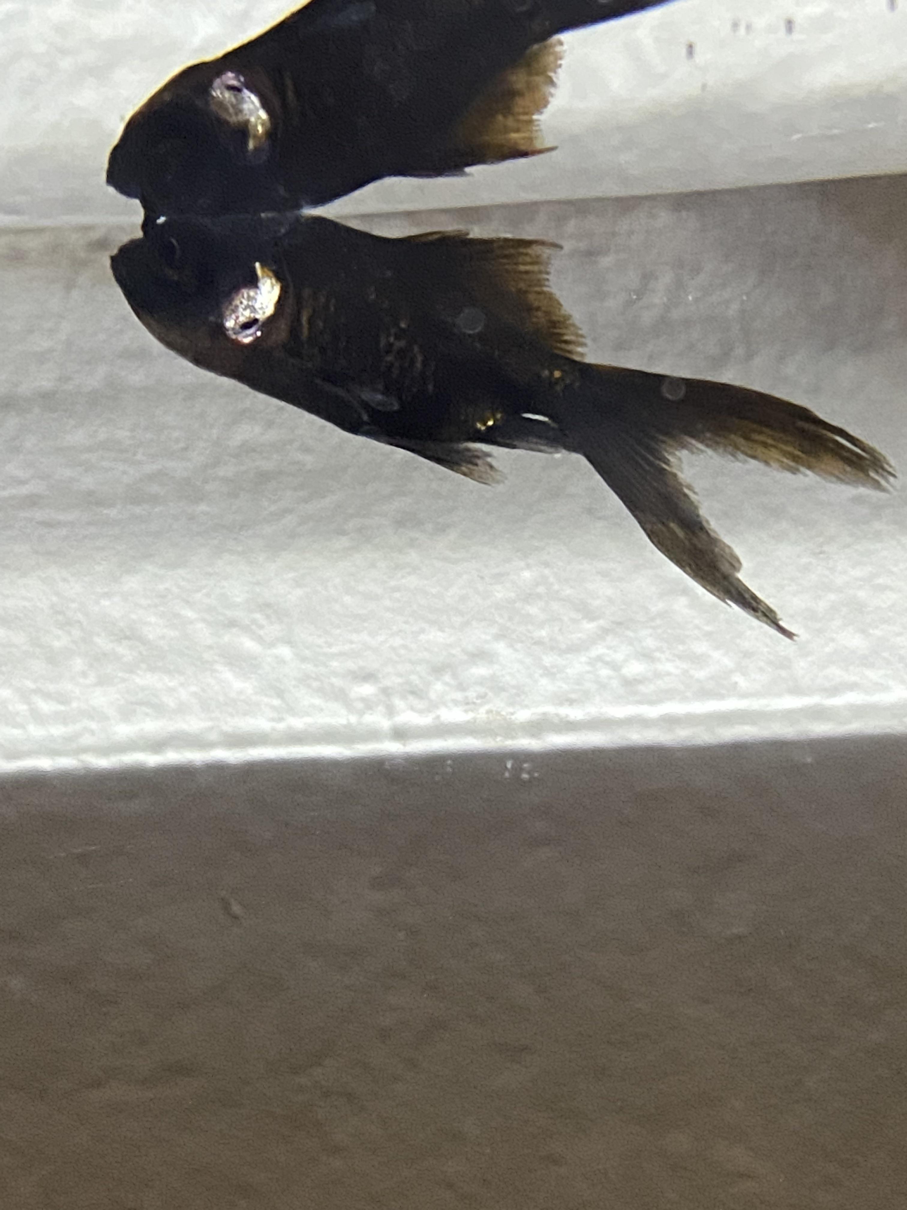 Is my black Moore goldfish sick? I read things on the about a