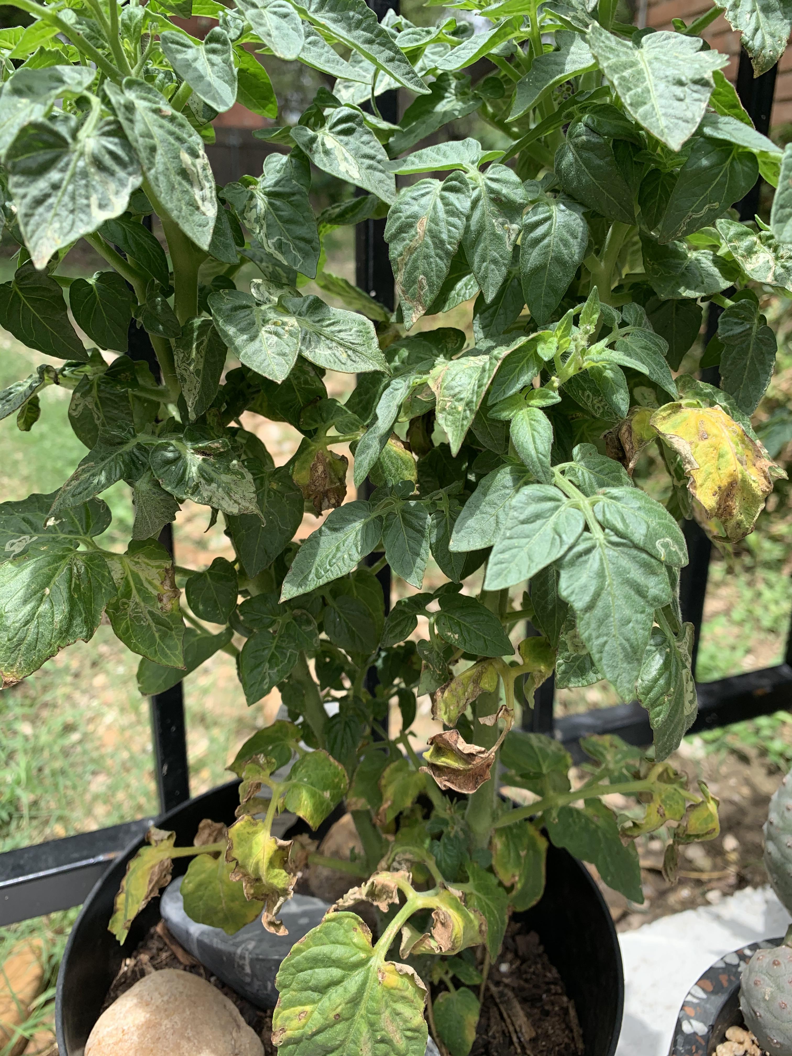 Help! My tomato plant is dropping whole bottom branches! r/plantclinic
