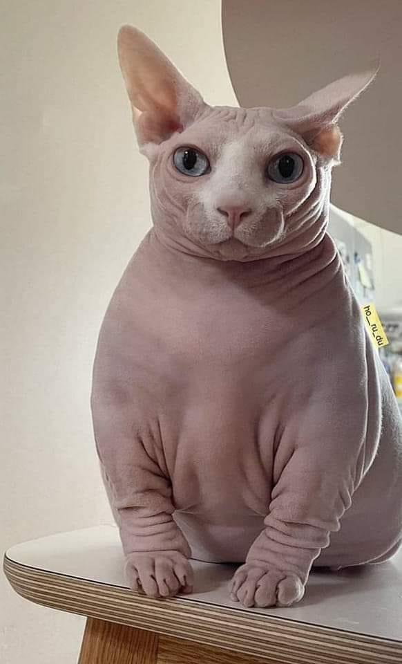 Naked cat r/AbsoluteUnits