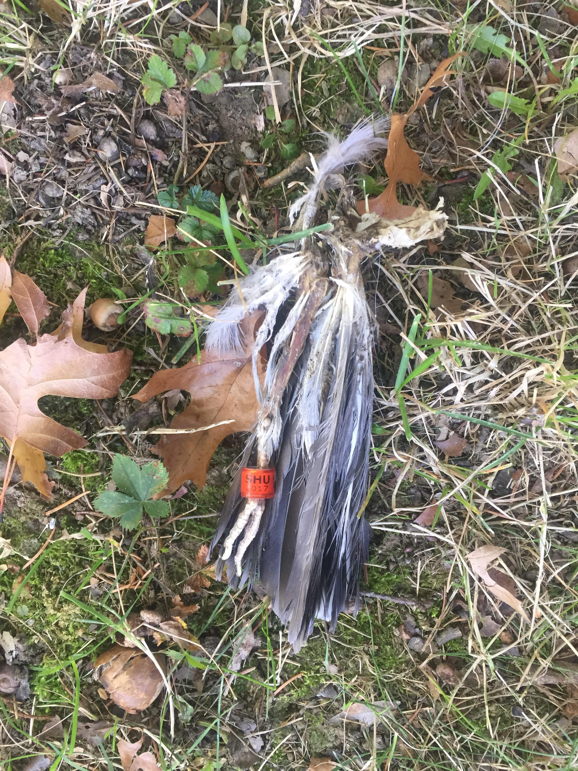 Dead Bird In Backyard Meaning Backyard Ideas