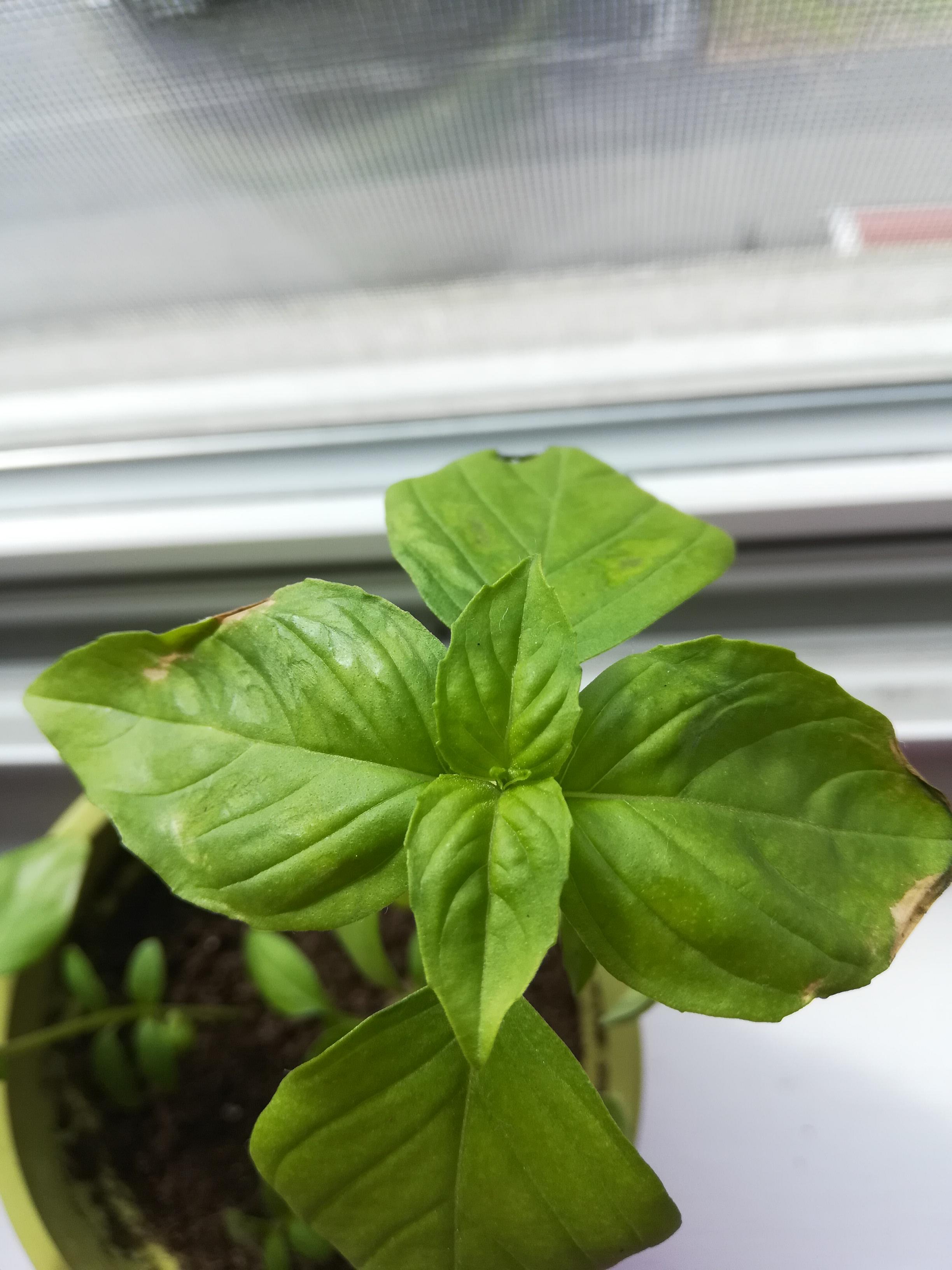 Help! My basil suffered cold damage (I think) , how do I help it get