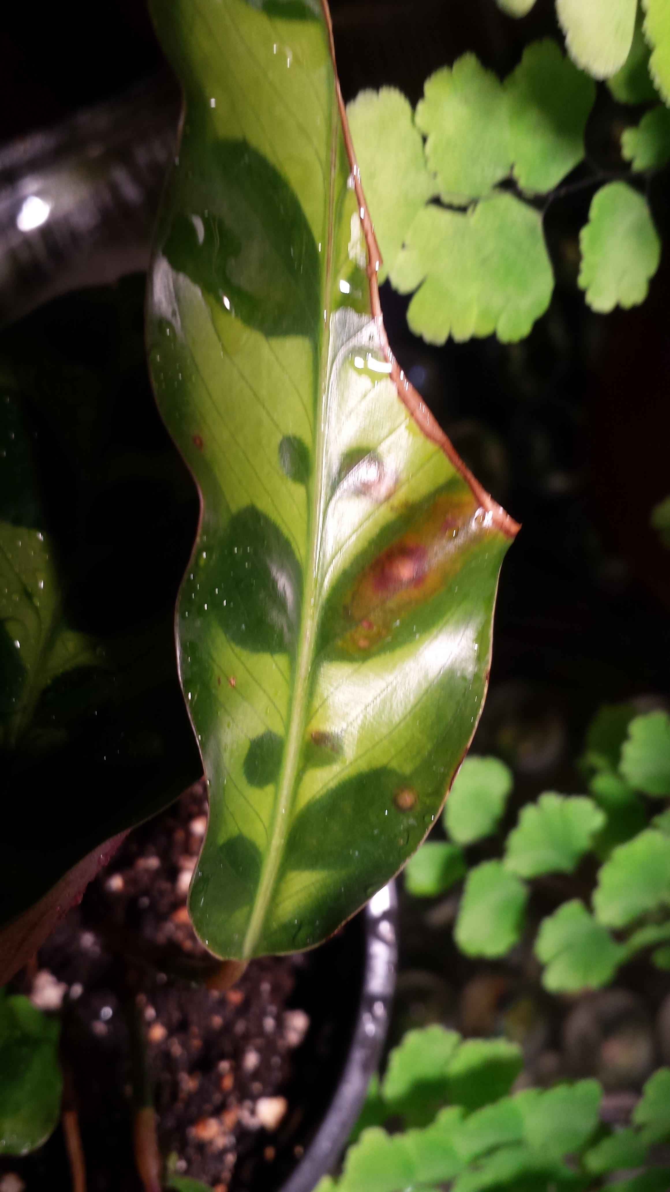 Rattlesnake Calathea Brown Spots r/plantclinic