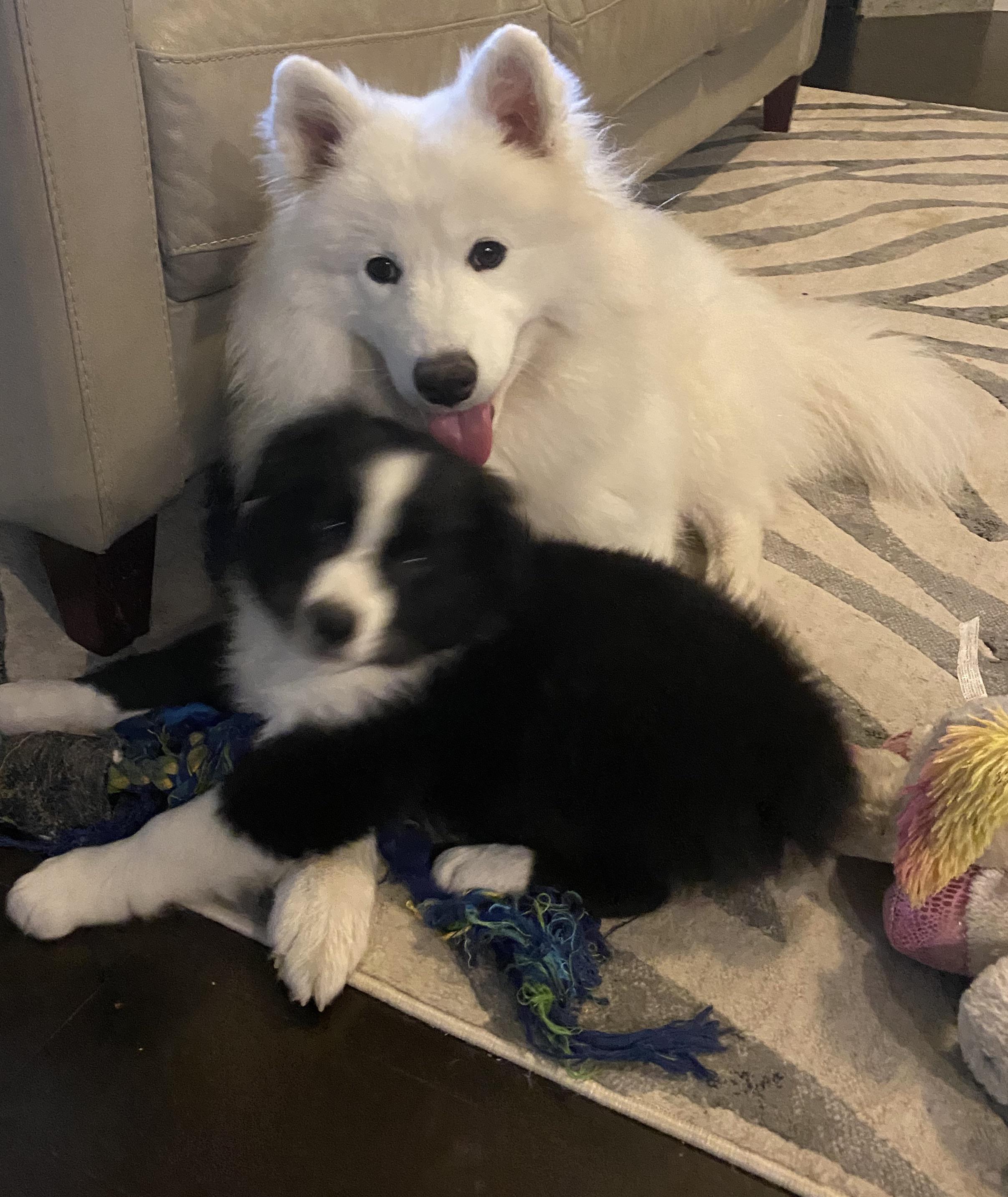 We got our 1 yo Sammy a puppy. She alternates between cuddling and