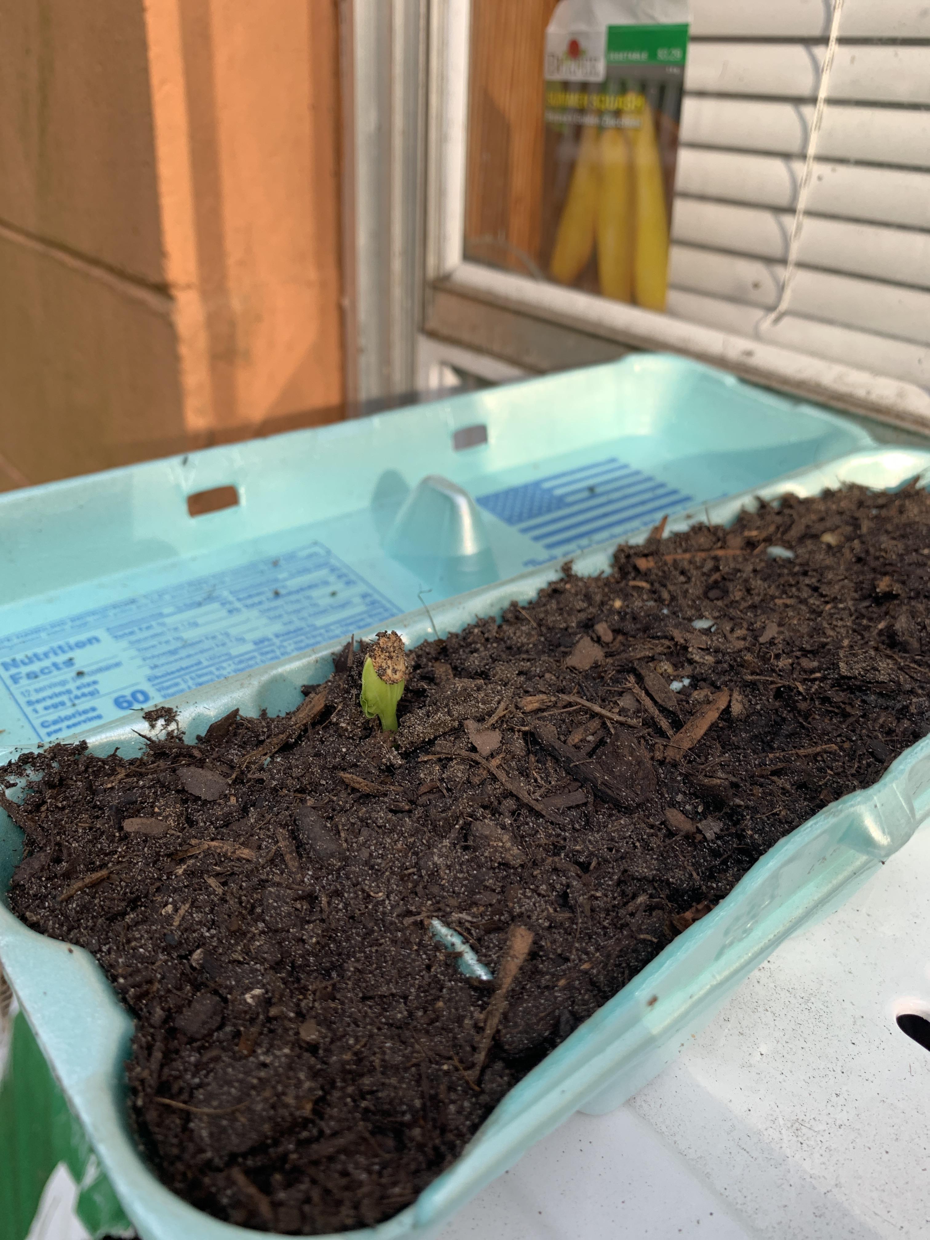 First sprout of Burpees Golden Zucchini Summer Squash Zone 9b I’m so