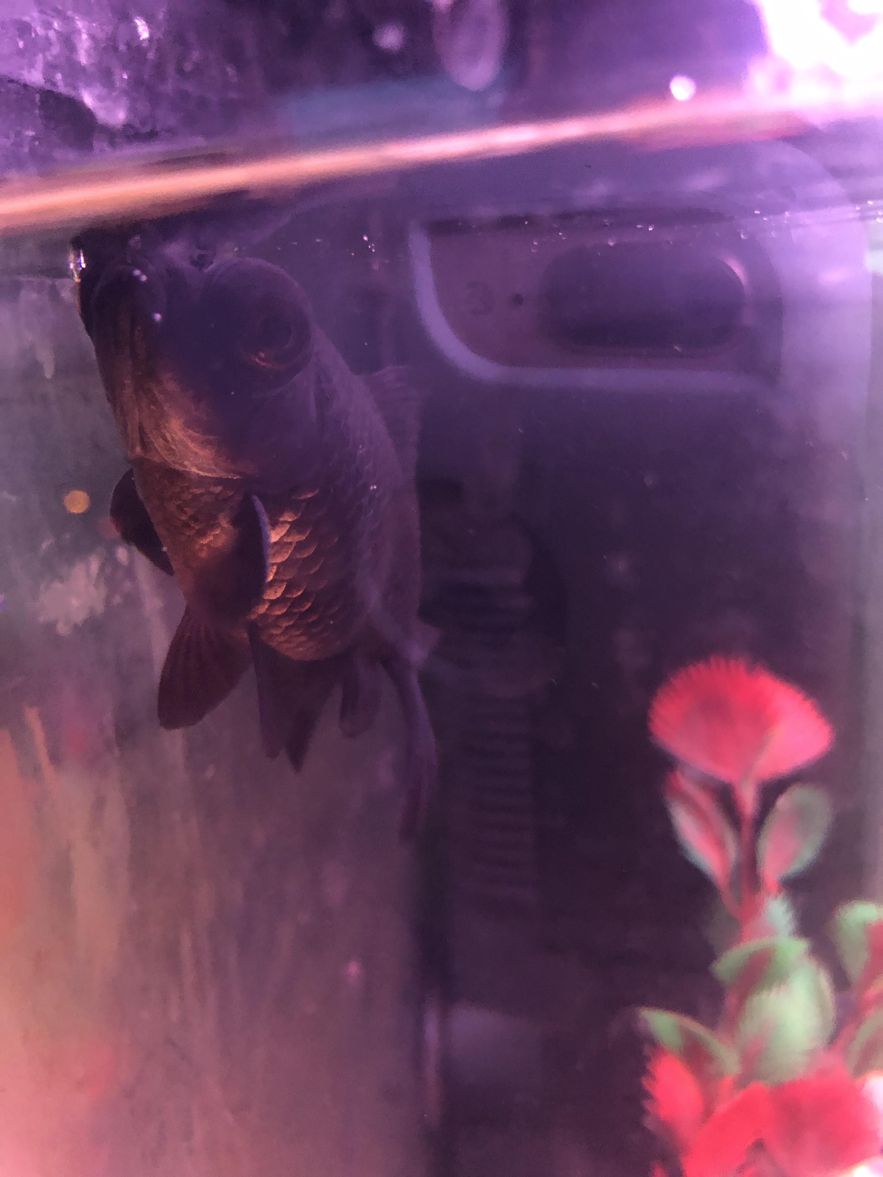 Haven’t had black moors in years and these are my youngest kids’ first