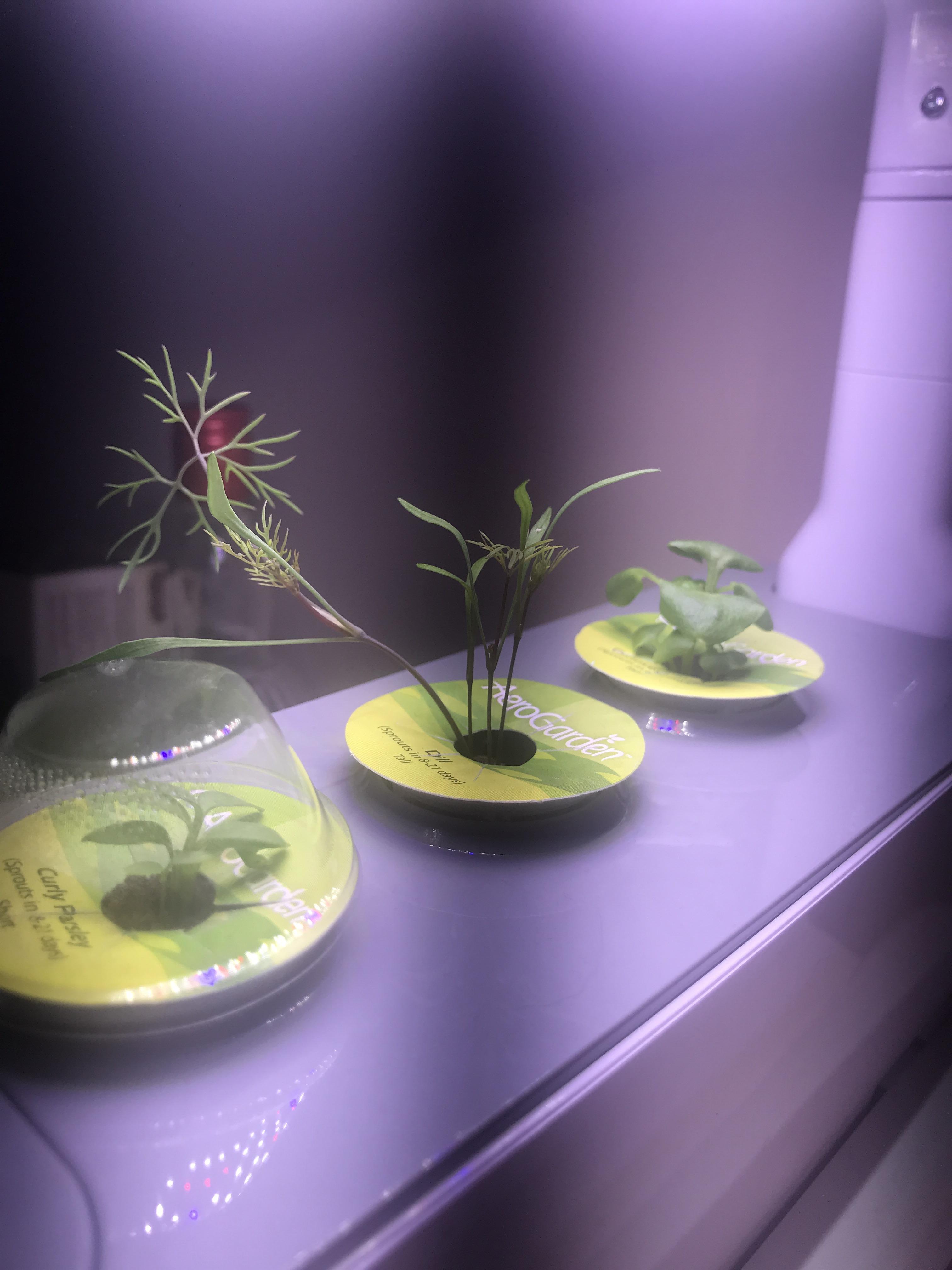 Dill leaning over? r/aerogarden