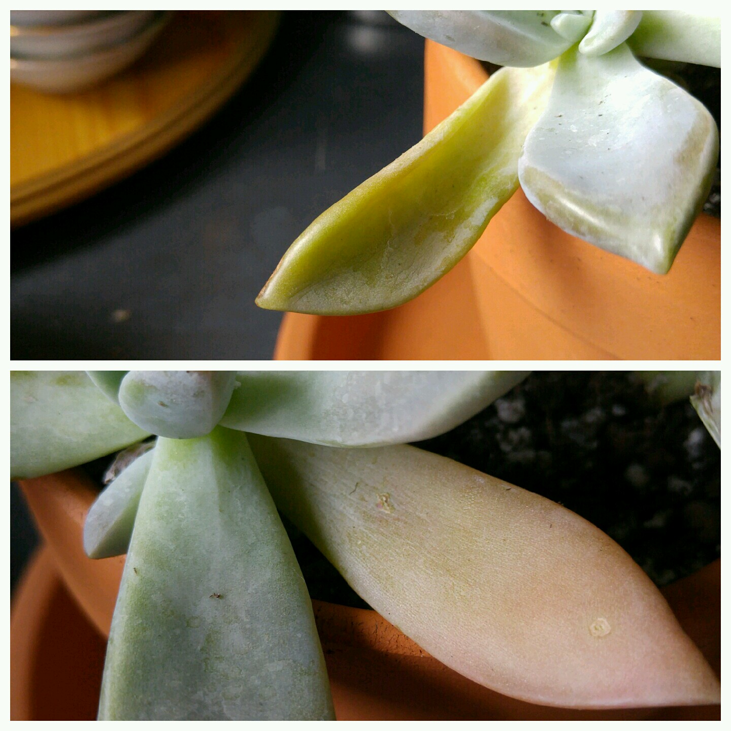 Update on Ghost Plant. Still dying? r/succulents
