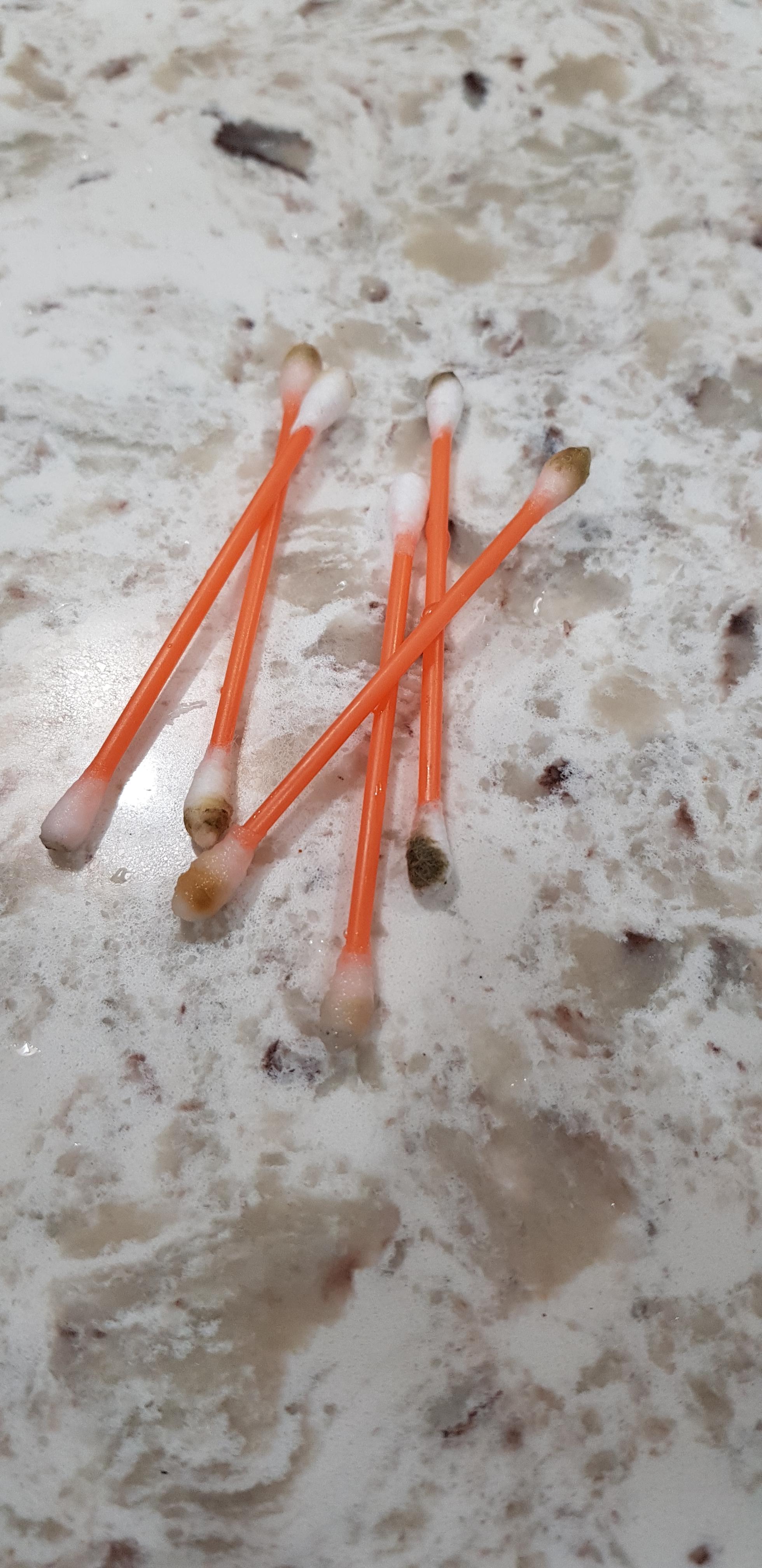 PSA Clean your piggy water bottle spout! r/guineapigs