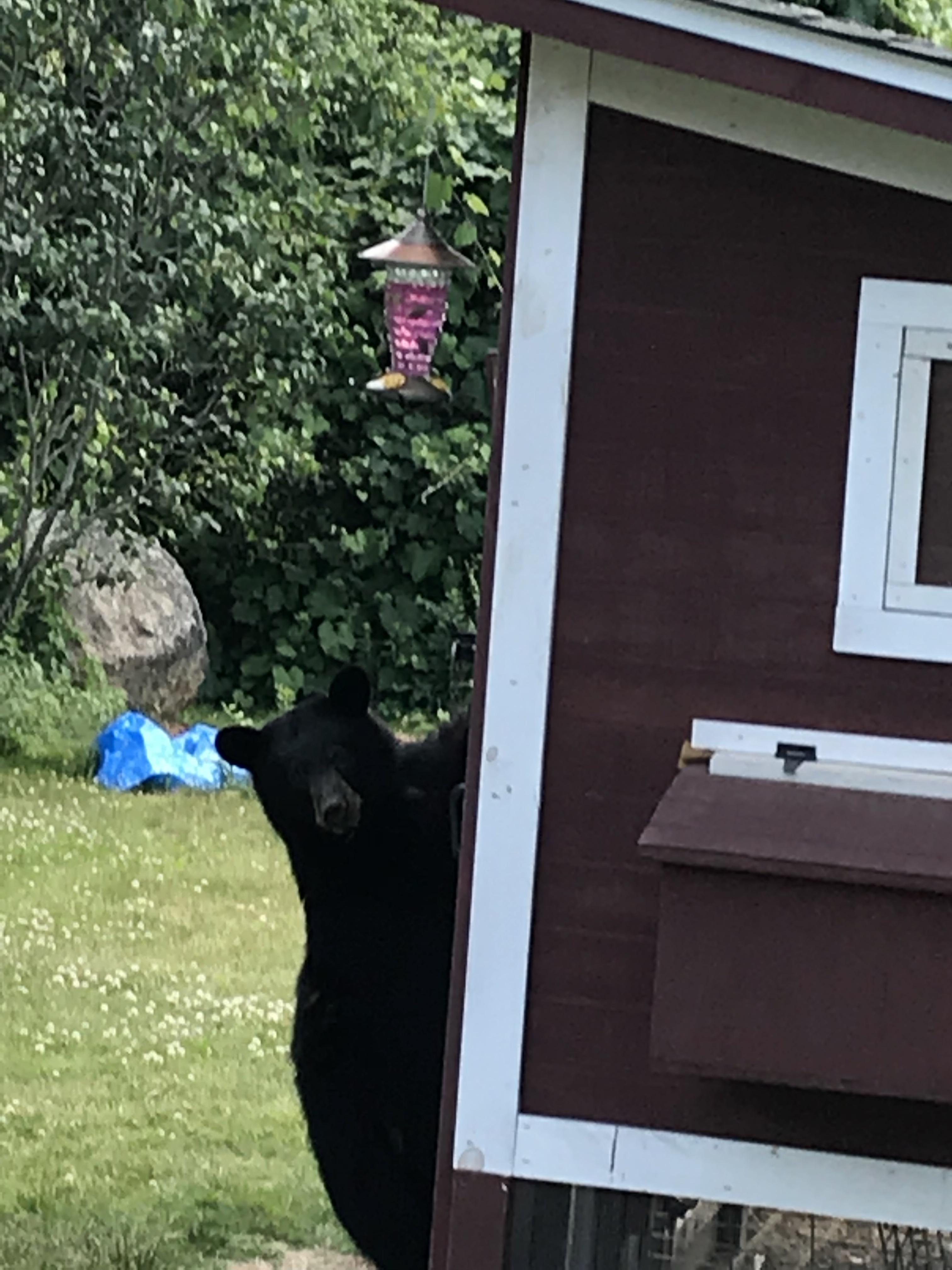 A bear climbed my chicken coop r/bears