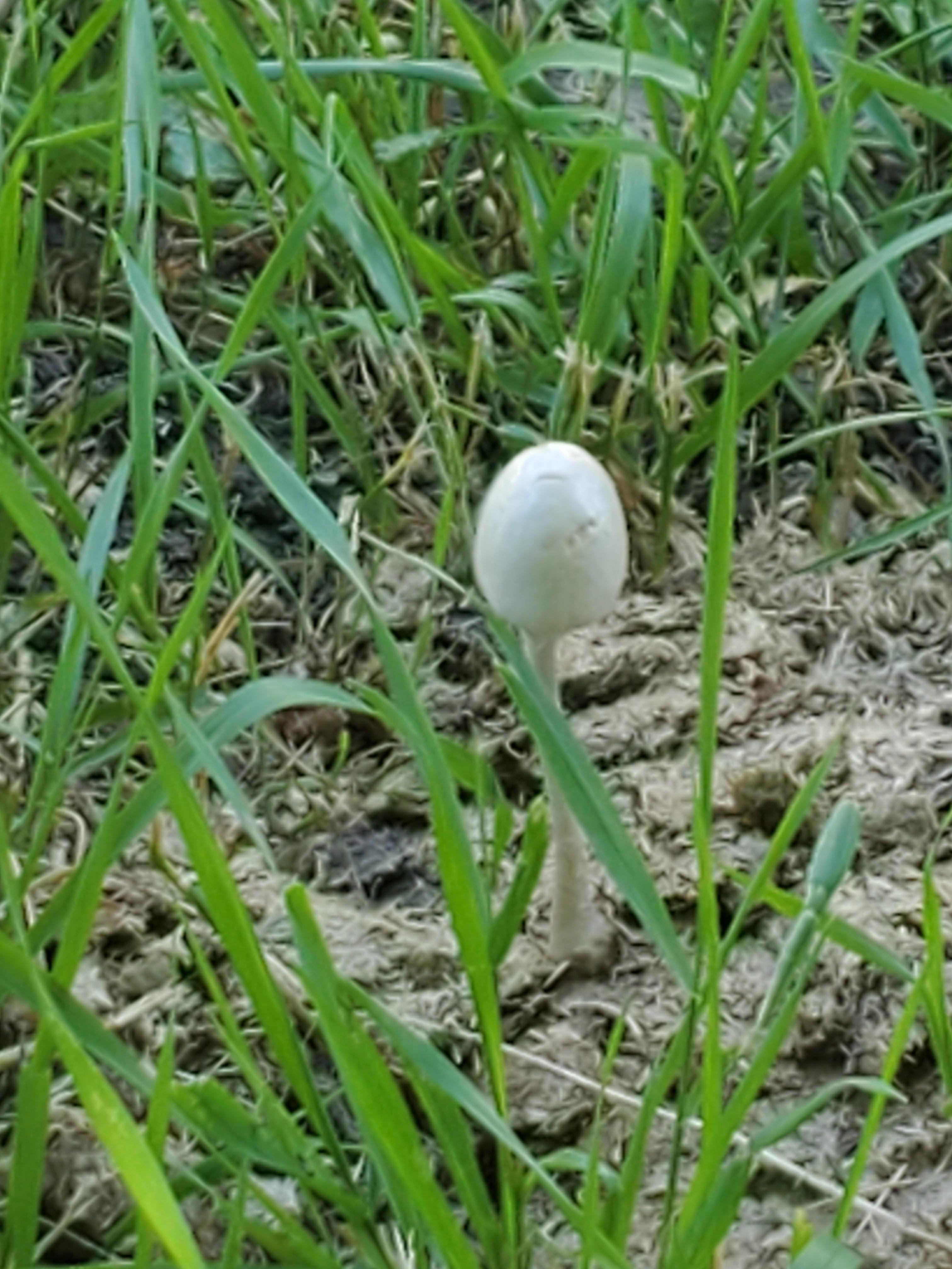 Horse poop shroom. r/mycology