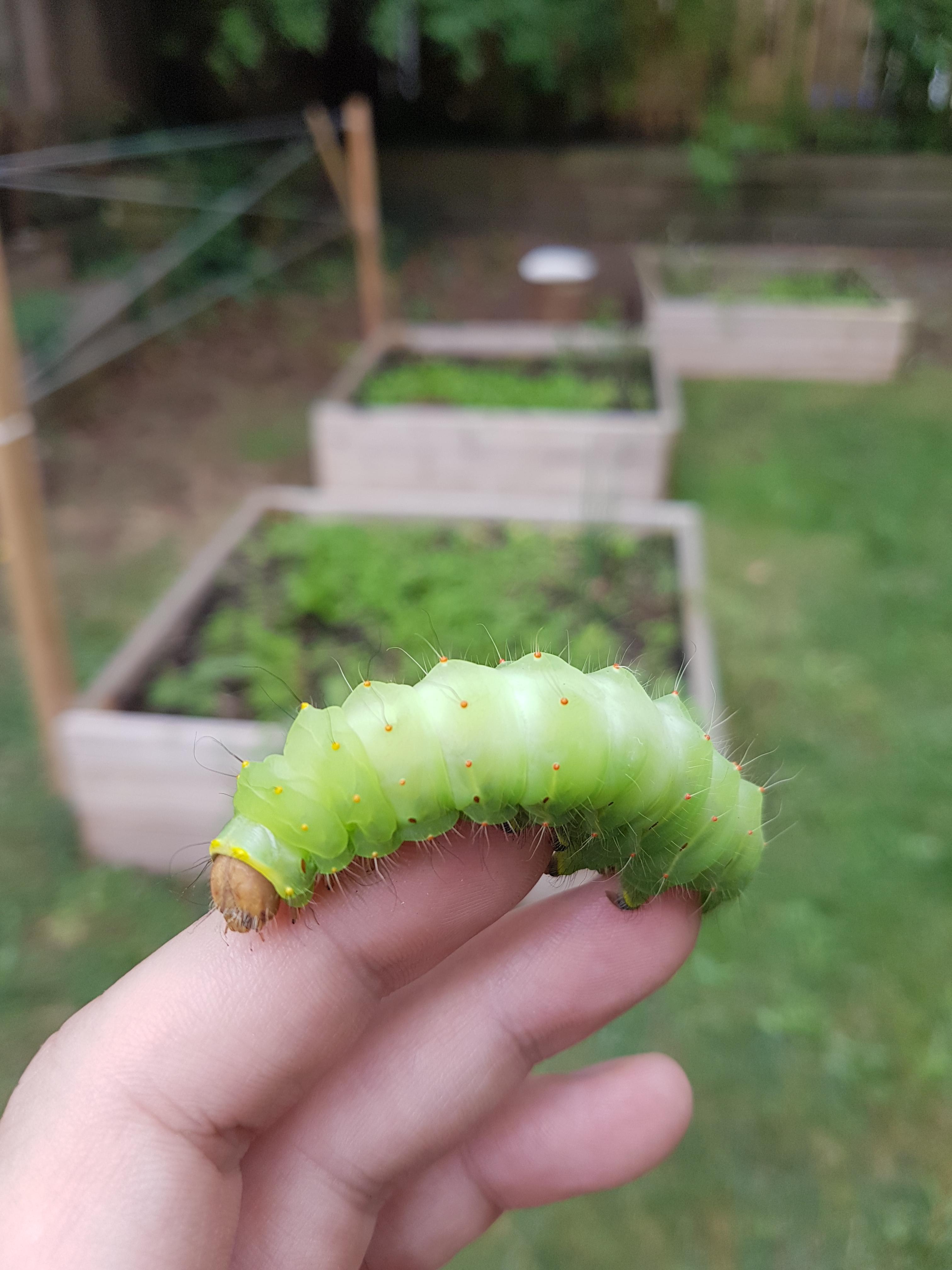 I found a Polyphemus Moth Caterpillar in my backyard r/pics