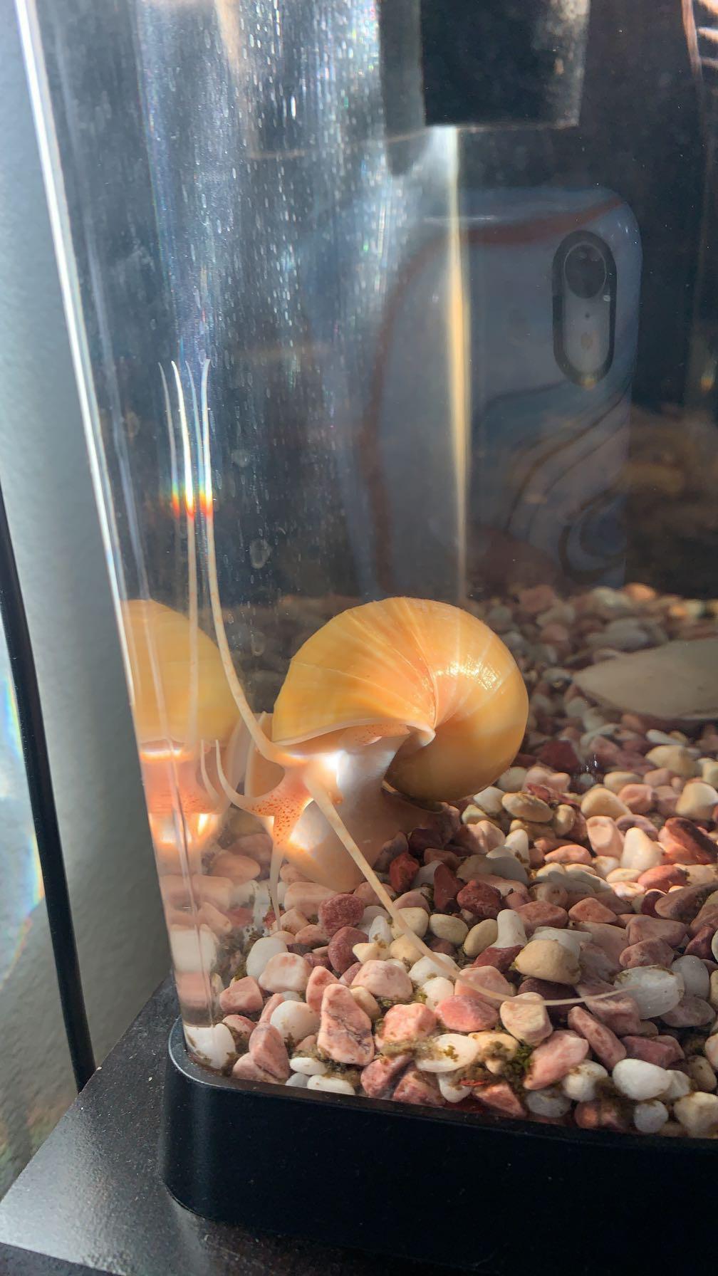 I recently got a new tank (5.5 gal) and plan on introducing my mystery