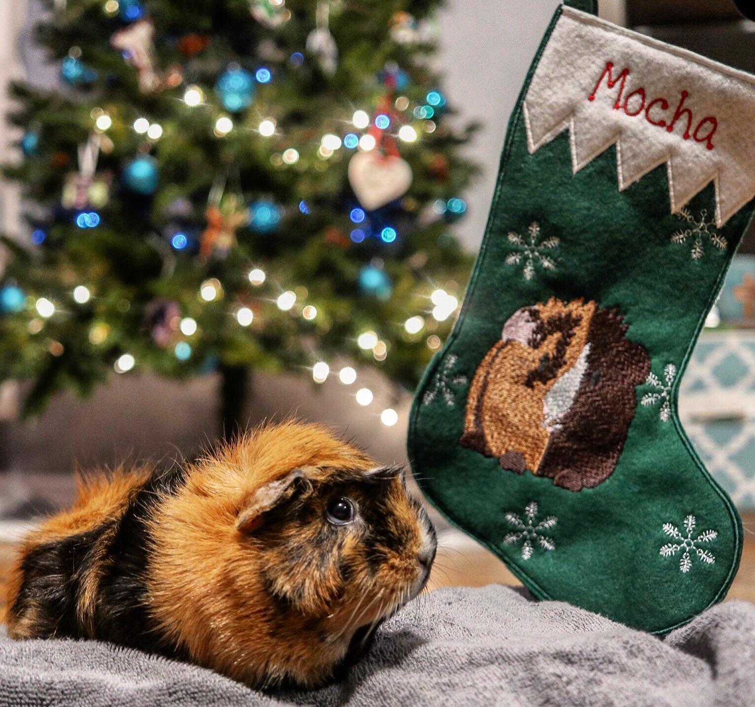 Guinea Pig Christmas Stocking Here’s my guinea pig, Mocha, showing off her new Christmas Stocking! 🧦🎄