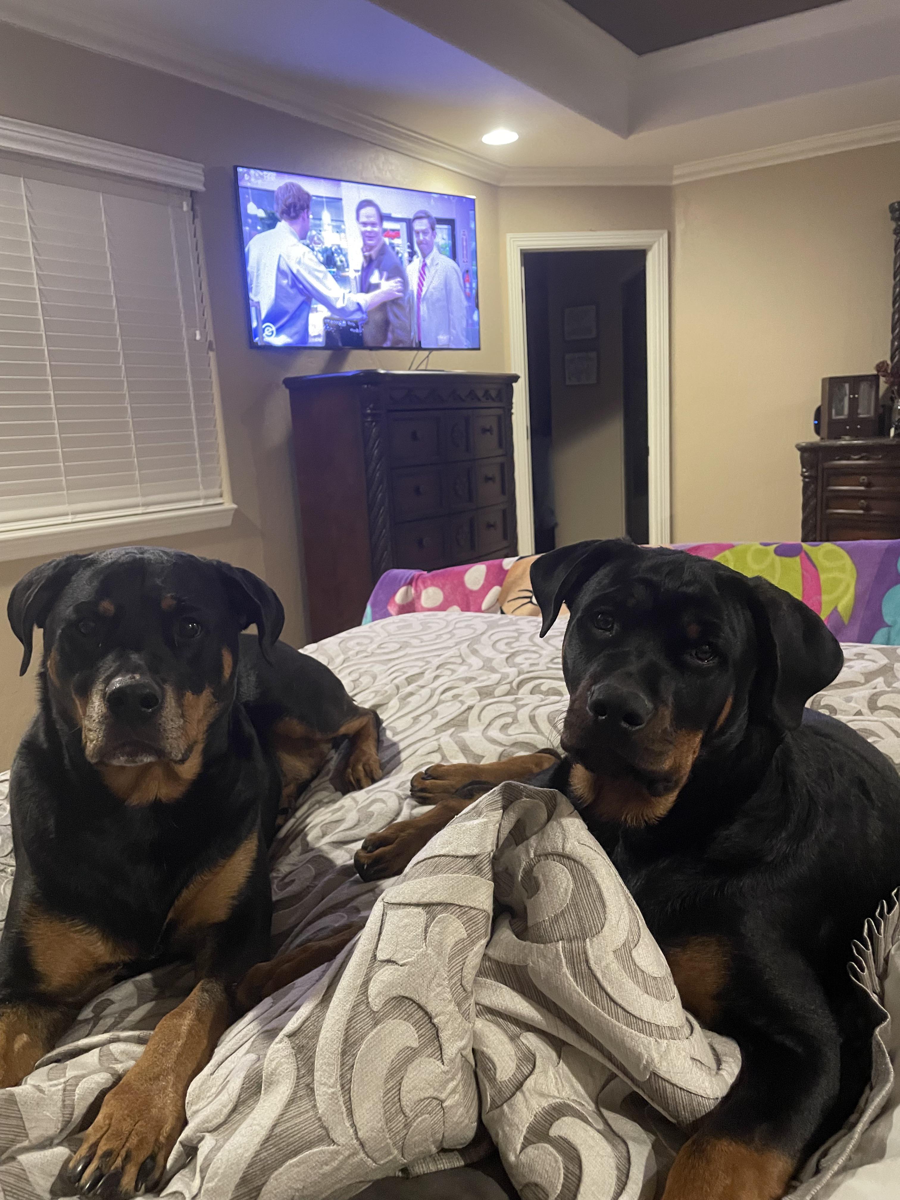 Bedtime r/Rottweiler