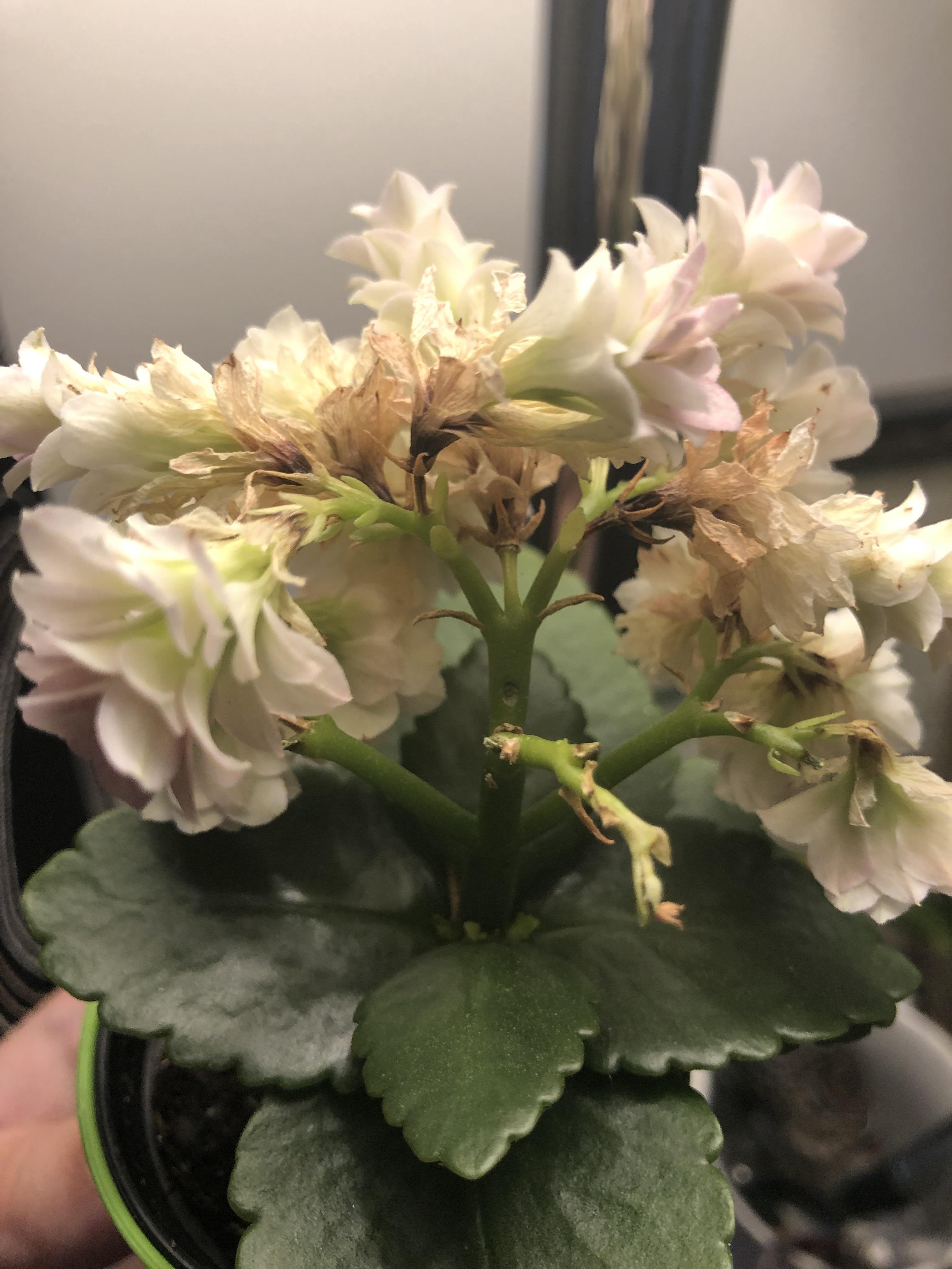 Inherited this tiny kalanchoe should these blooms be deadheaded? I