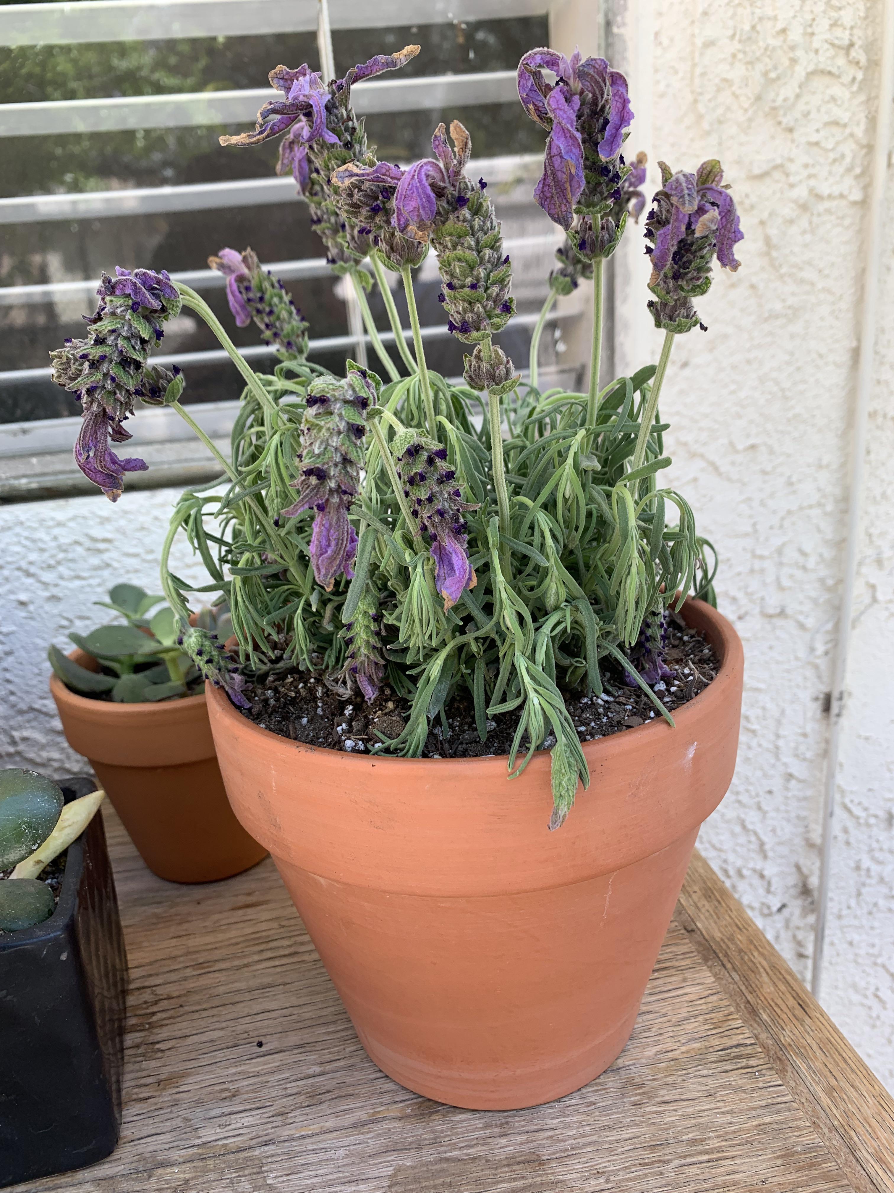 First time taking care of a lavender and its drooping. Recently just
