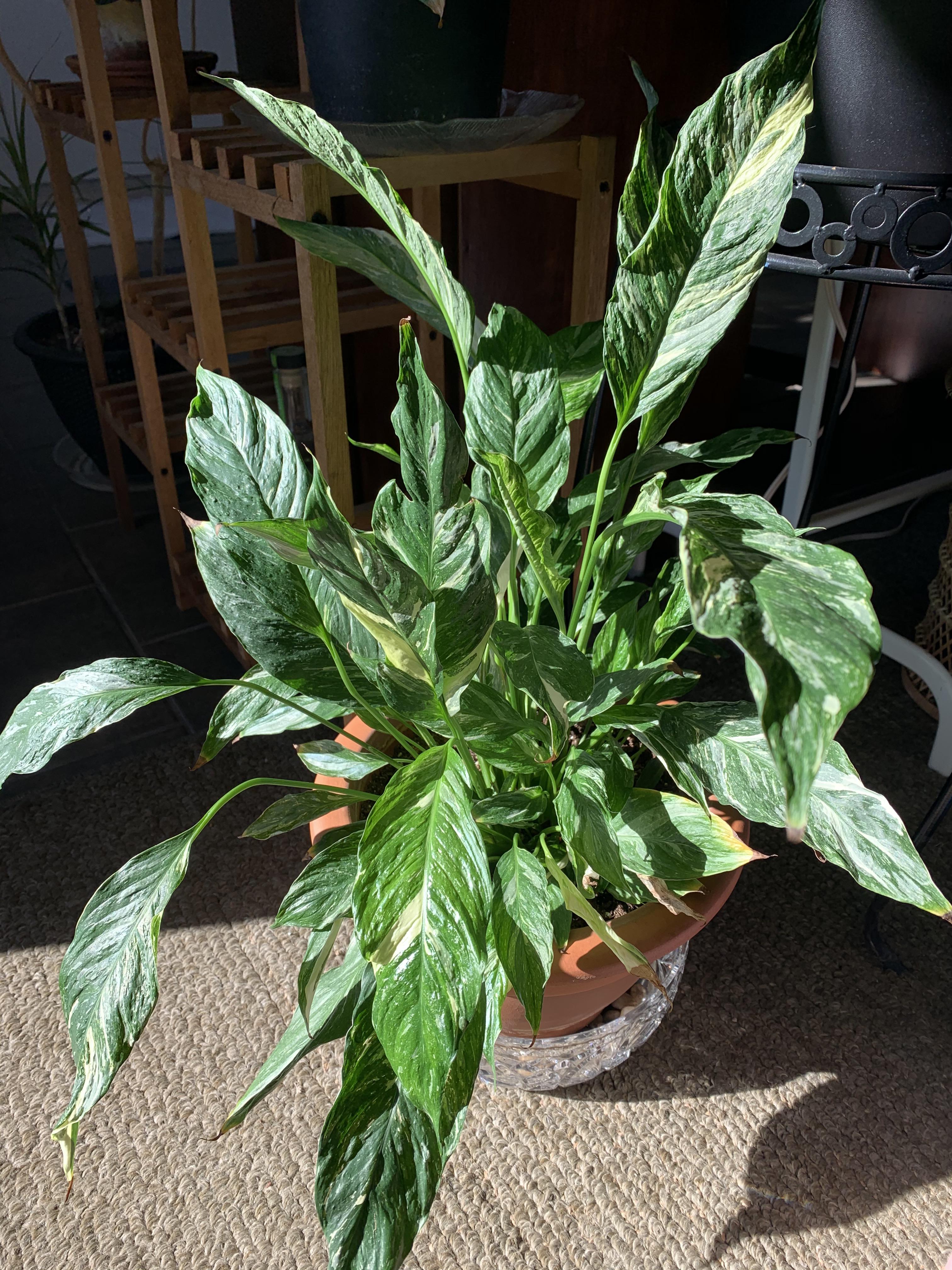 I’ve had this variegated peace lily for almost 2 years and it’s barely