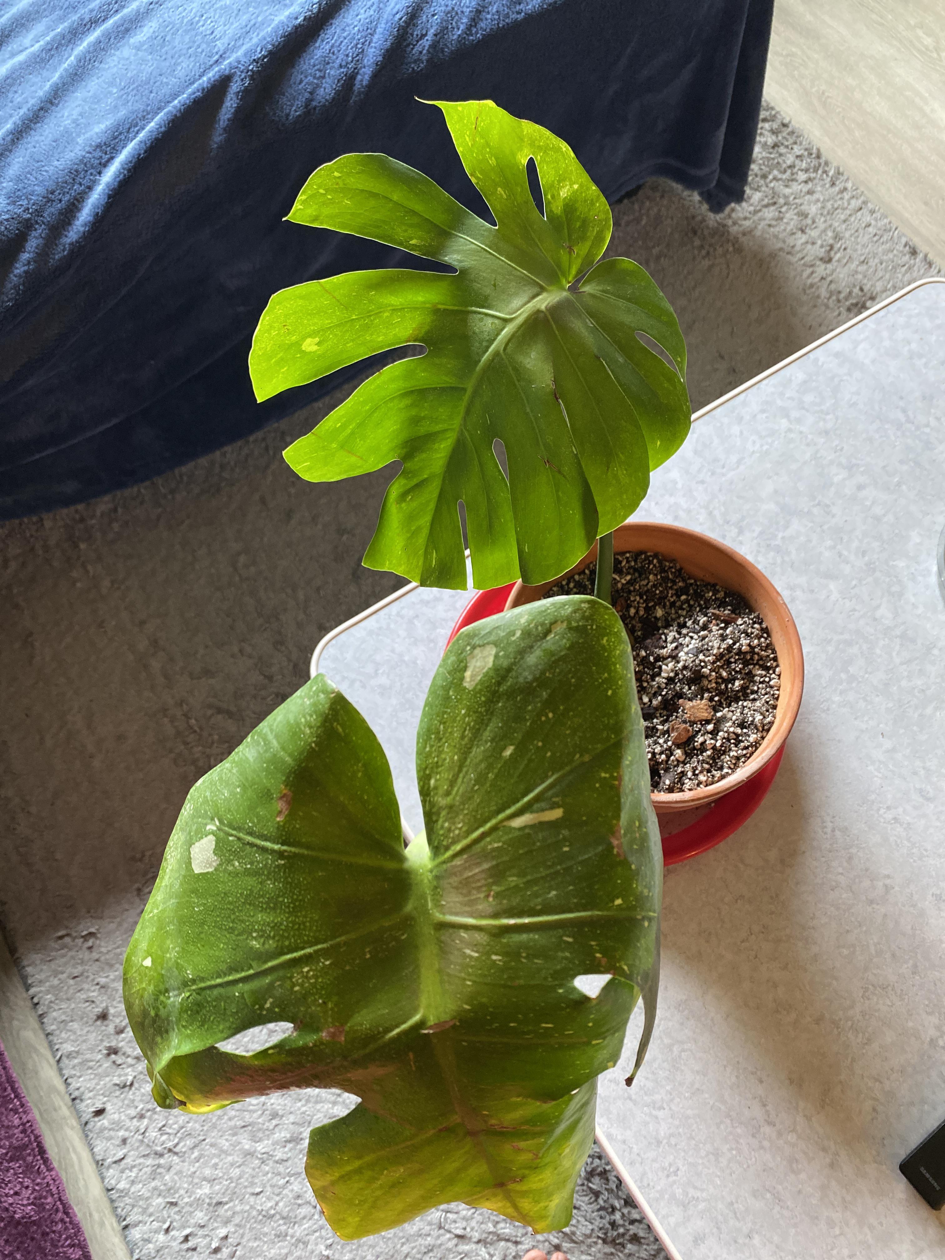 A few questions. Can a plant recover from sunburn? And how long does it