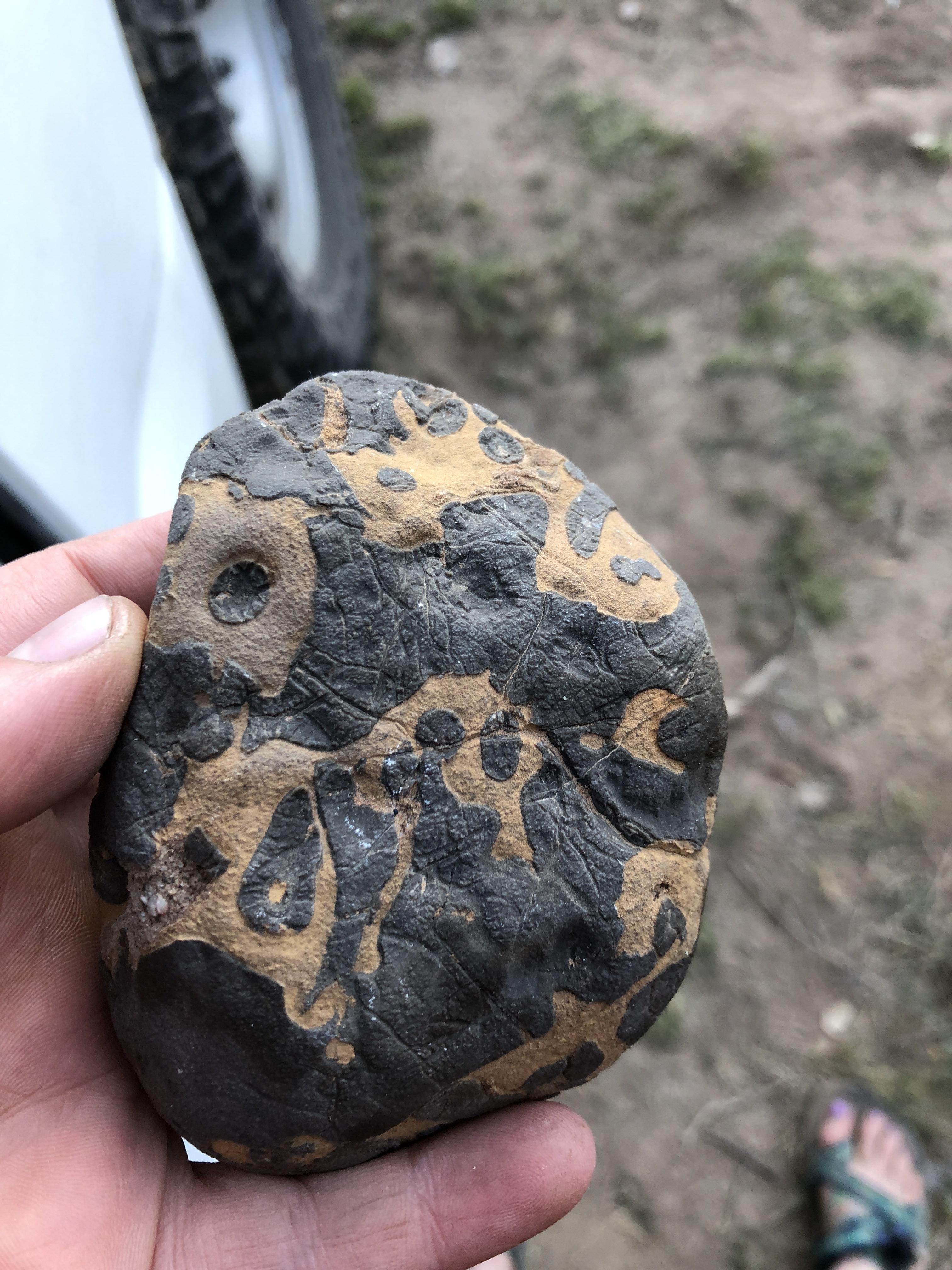 Found this rock in the middle of the desert in NW Arizona. Was wondering if anyone could tell me