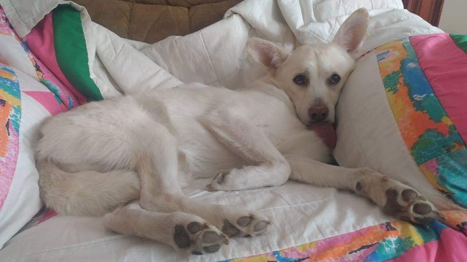 This is how my dog watches TV r/WhatsWrongWithYourDog