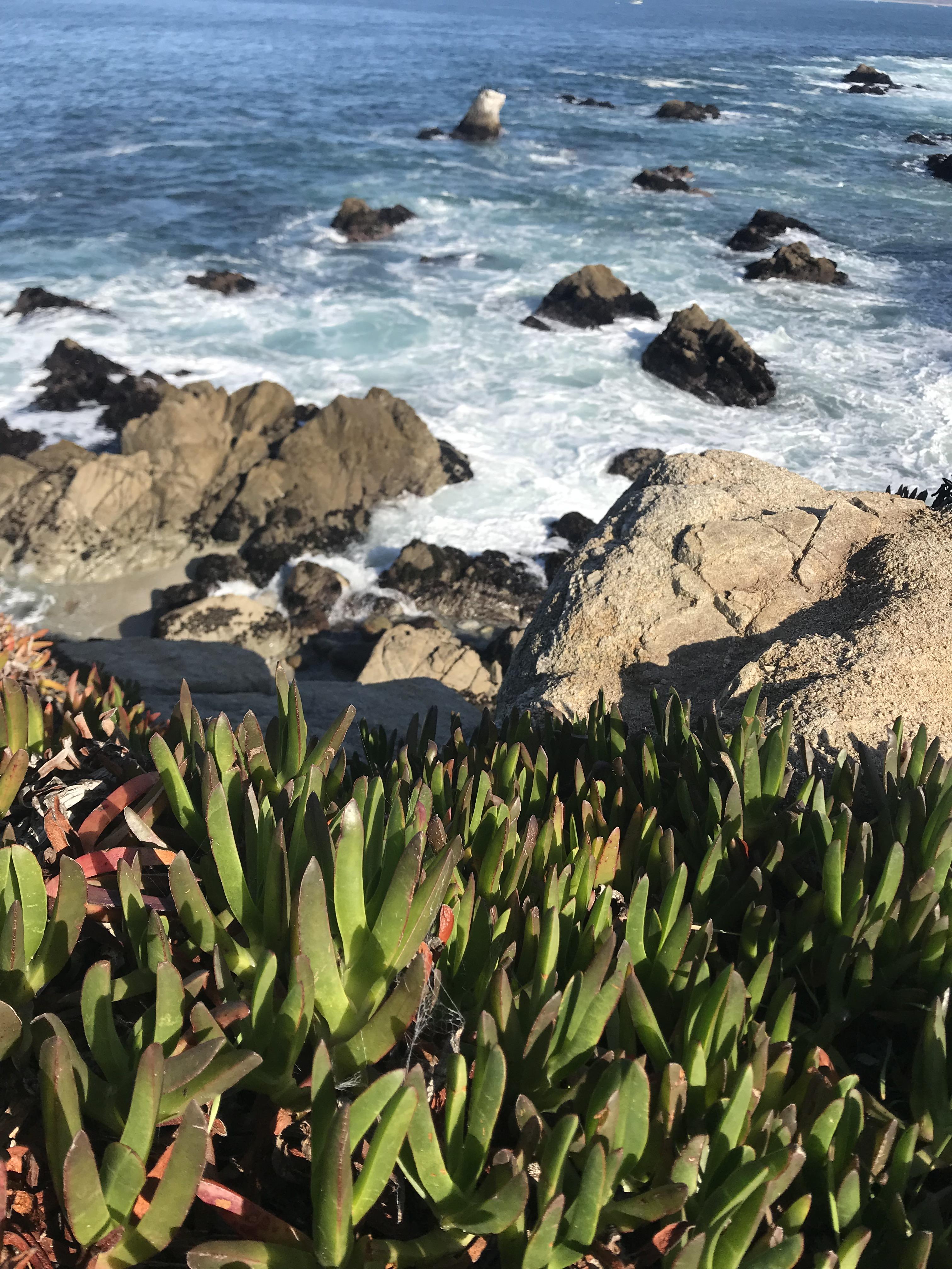 Rugged oceanside wild succulents California central coast r/succulents