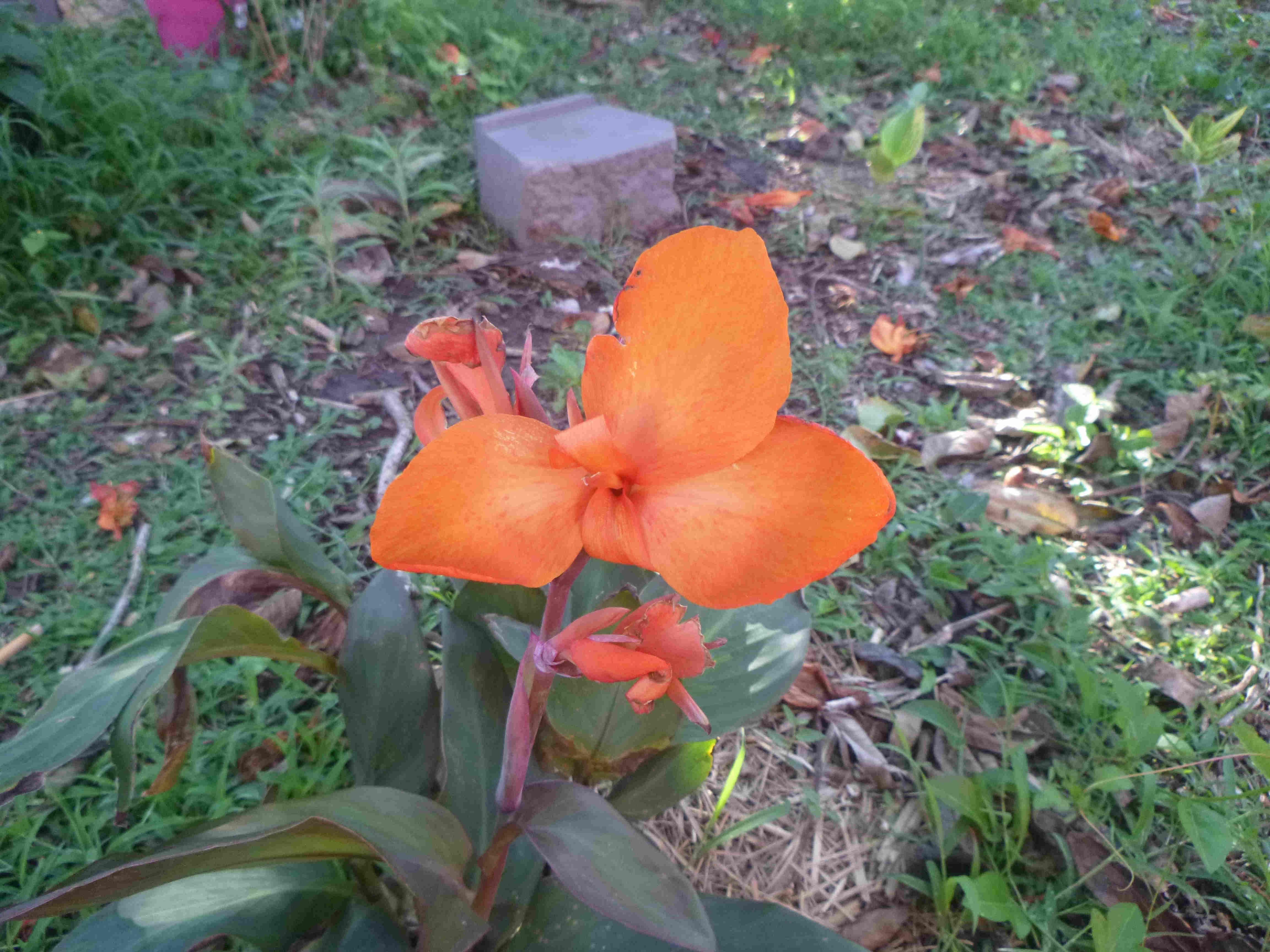 My Canna lily, very first blooms) r/gardening