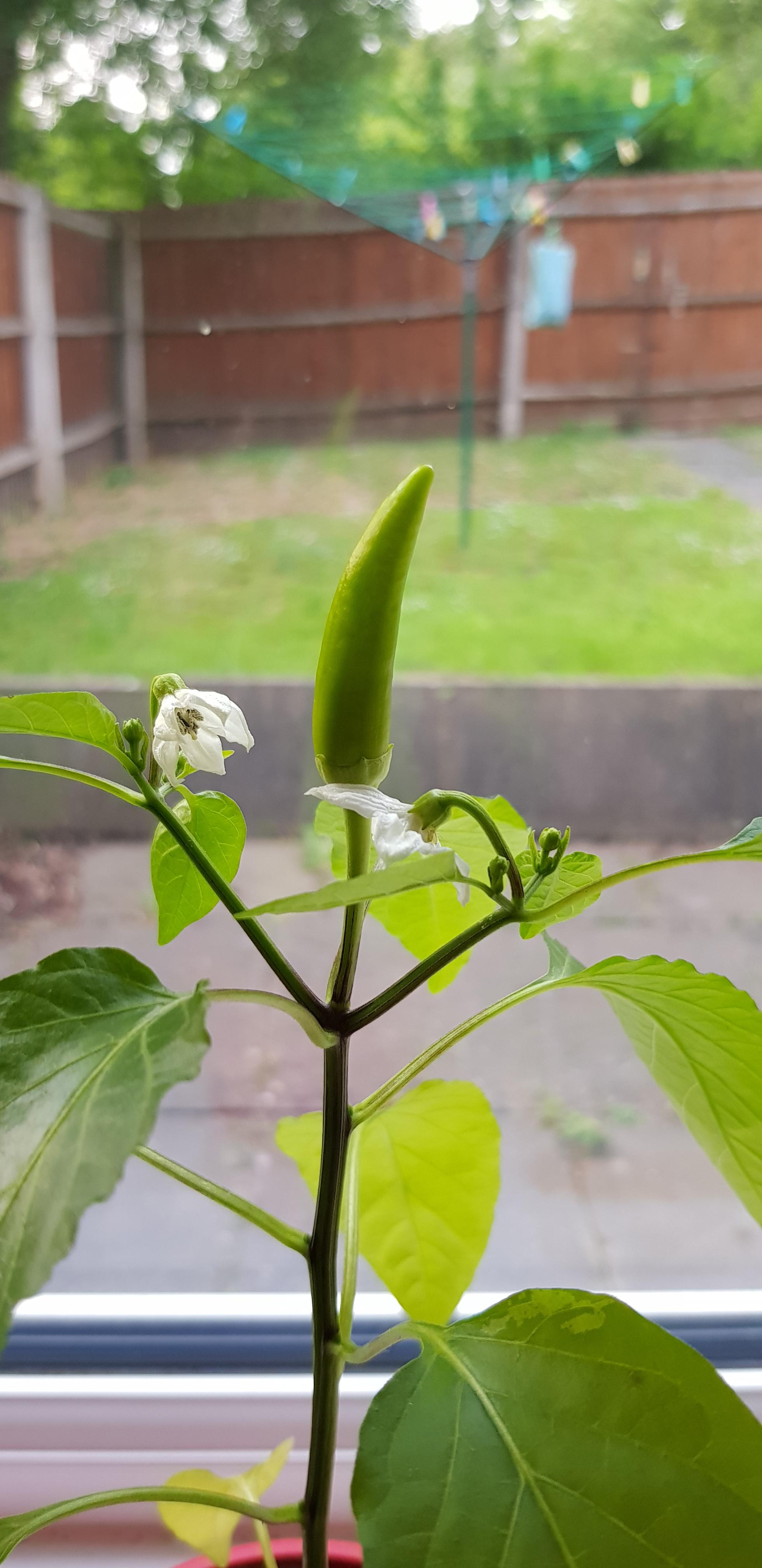 My chilli plant is drunk and has a chilli growing upwards r