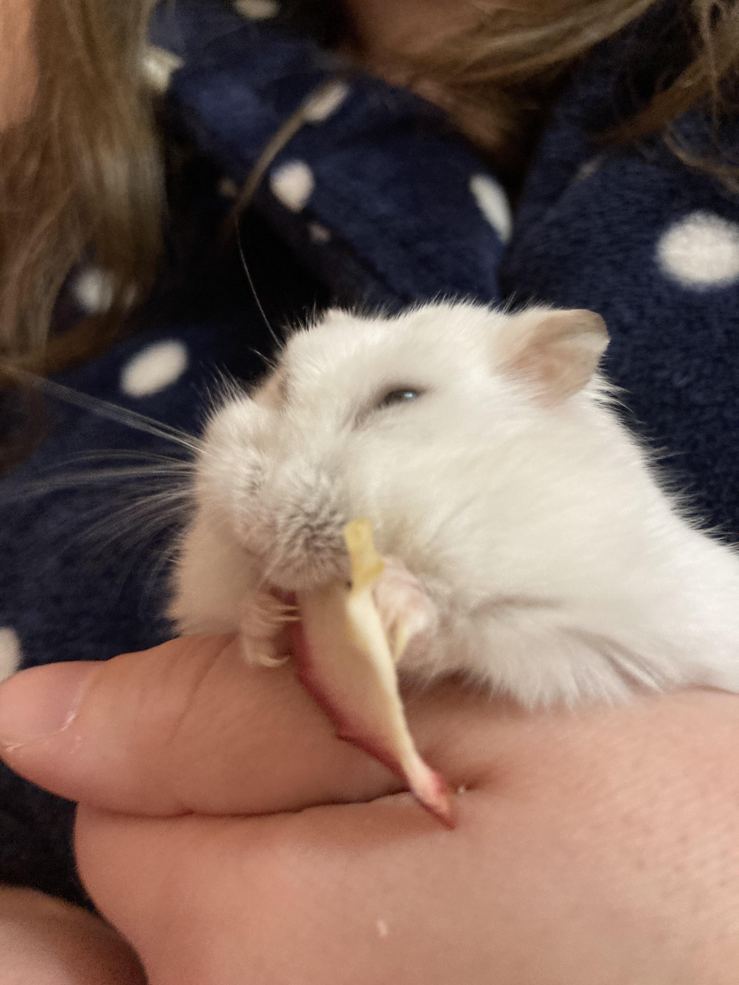 How do I trim her nails? They are too long, and I’ve never had to cut a