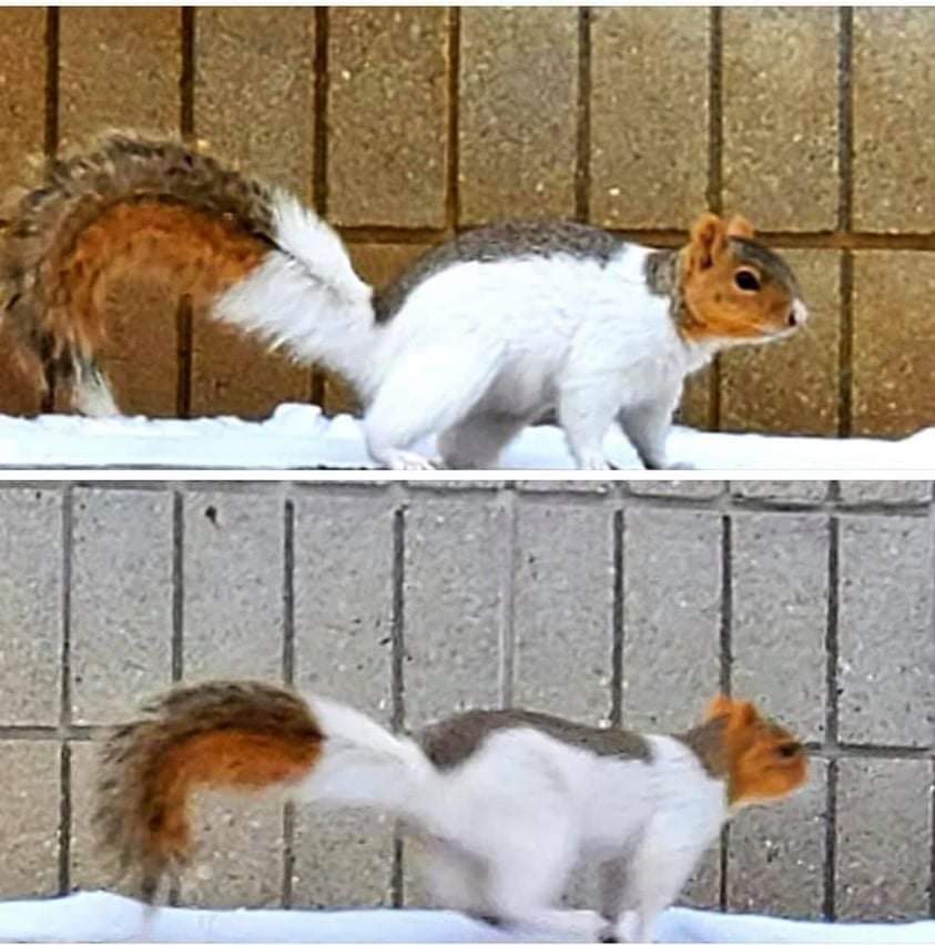 MultiColored Squirrel spotted in Alberta, Canada r/squirrels