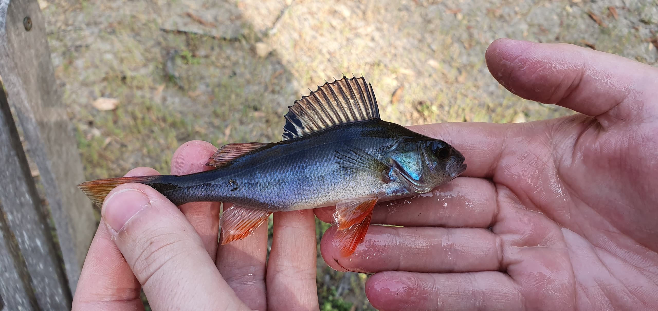 Redfin Perch from my dam r/MicroFishing