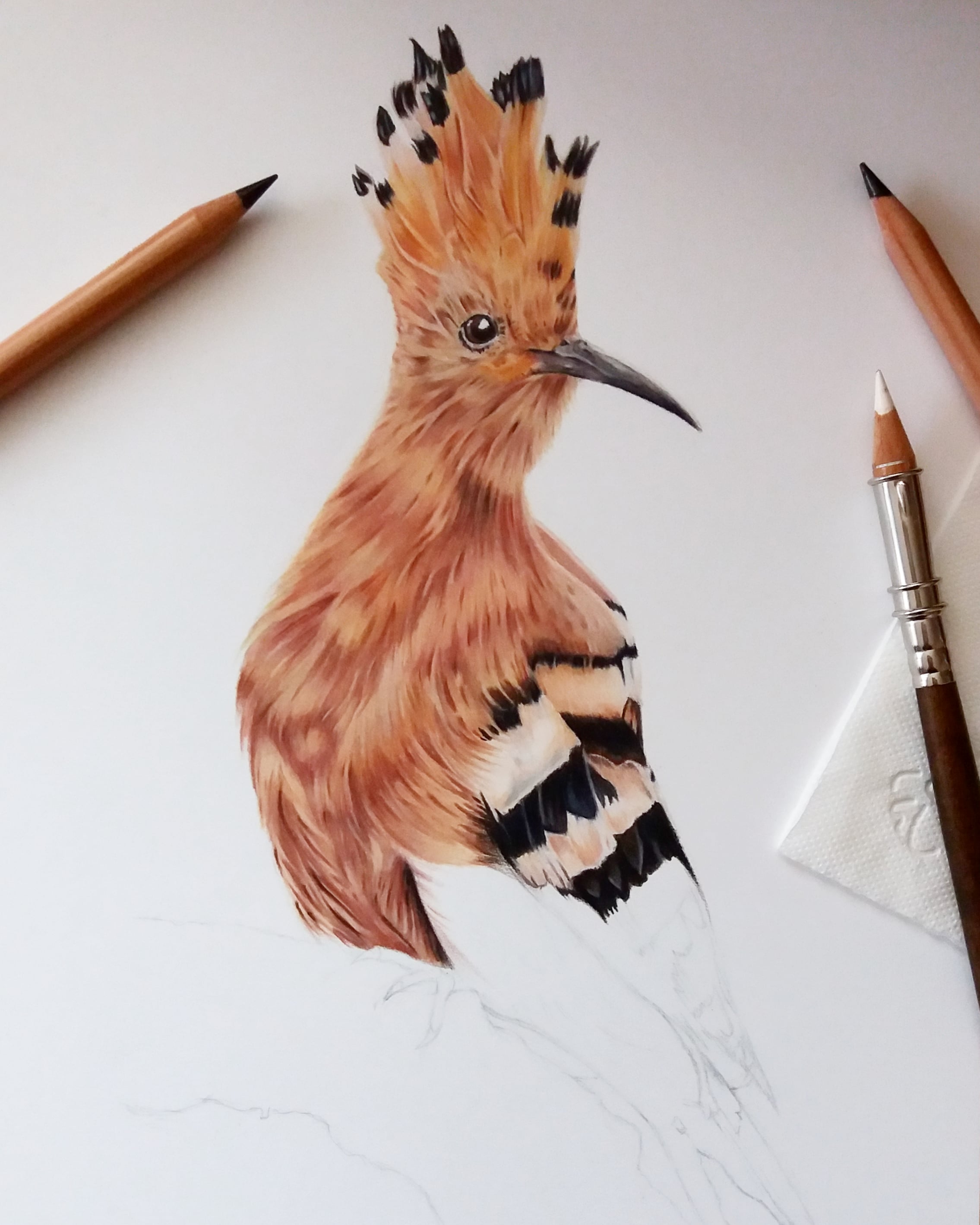 Hoopoe bird, latest progress, cant wait to draw the stick she is on r/drawing