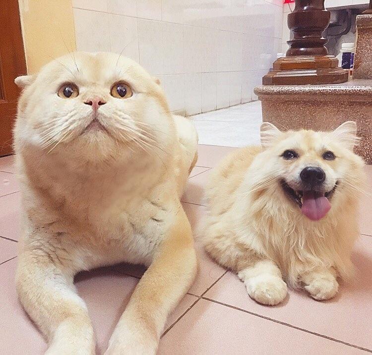 Face Swap Cat